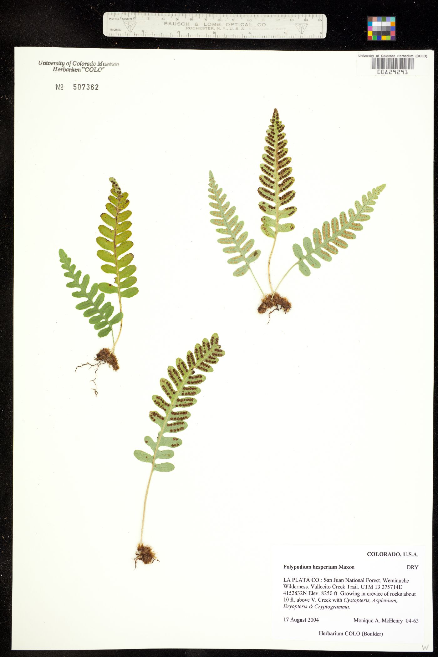 Polypodium hesperium image