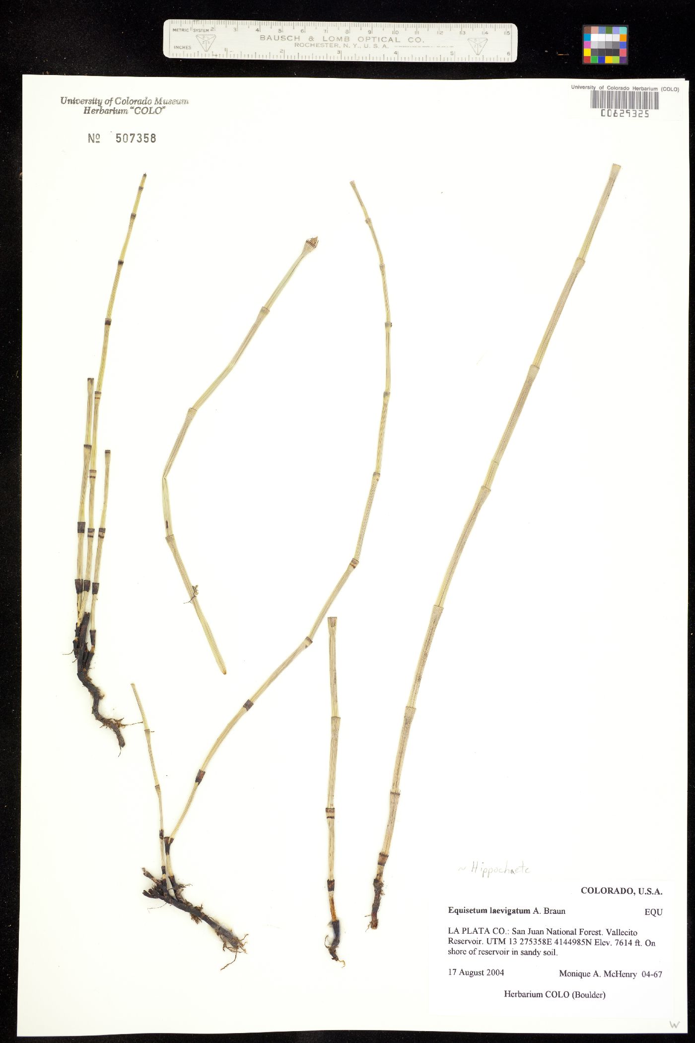 Equisetum laevigatum image