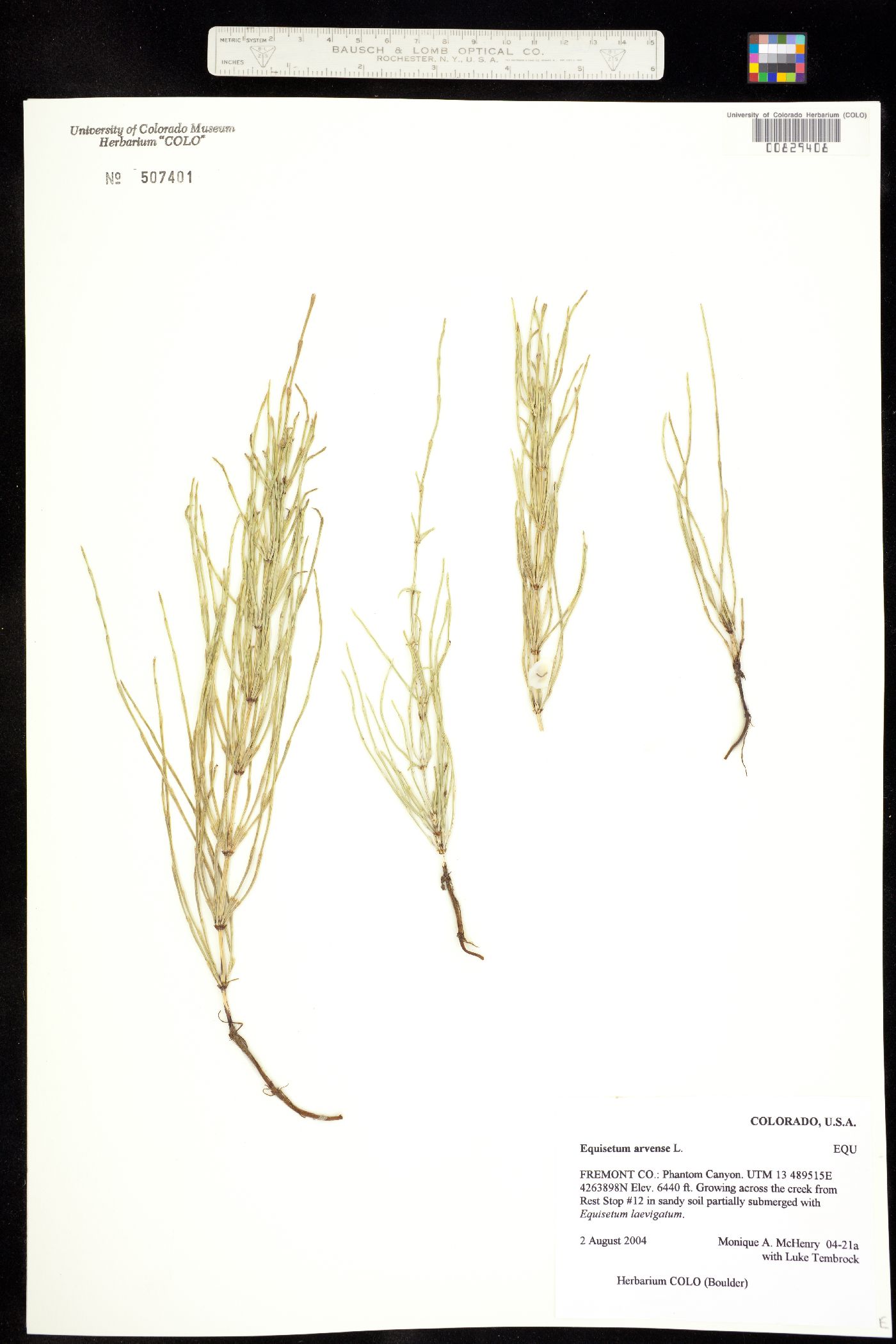 Equisetum arvense image