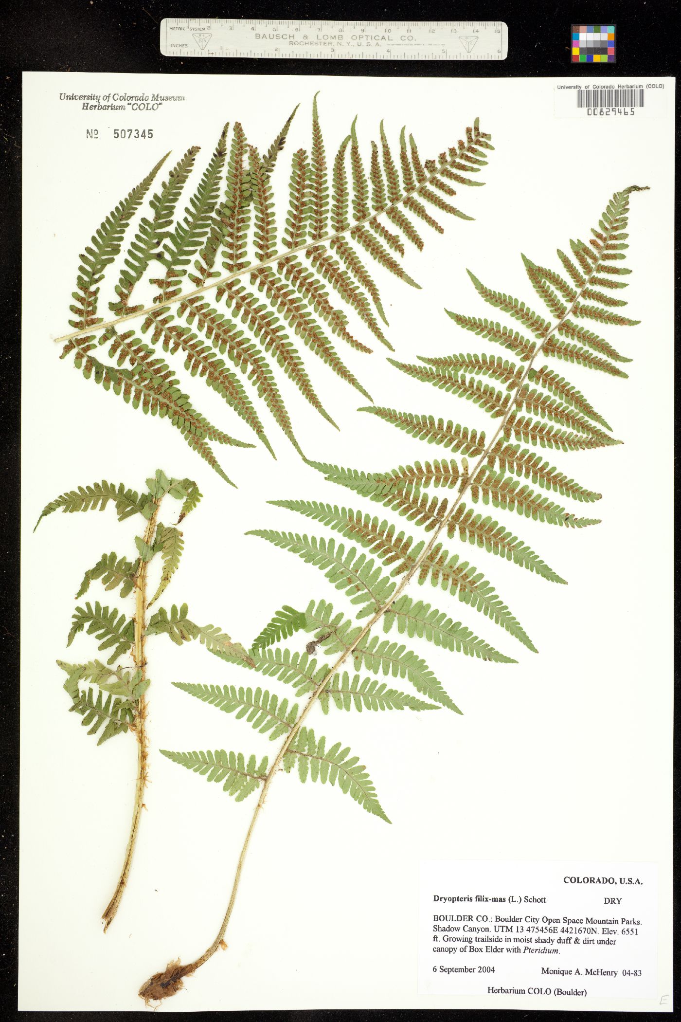 Dryopteris filix-mas image
