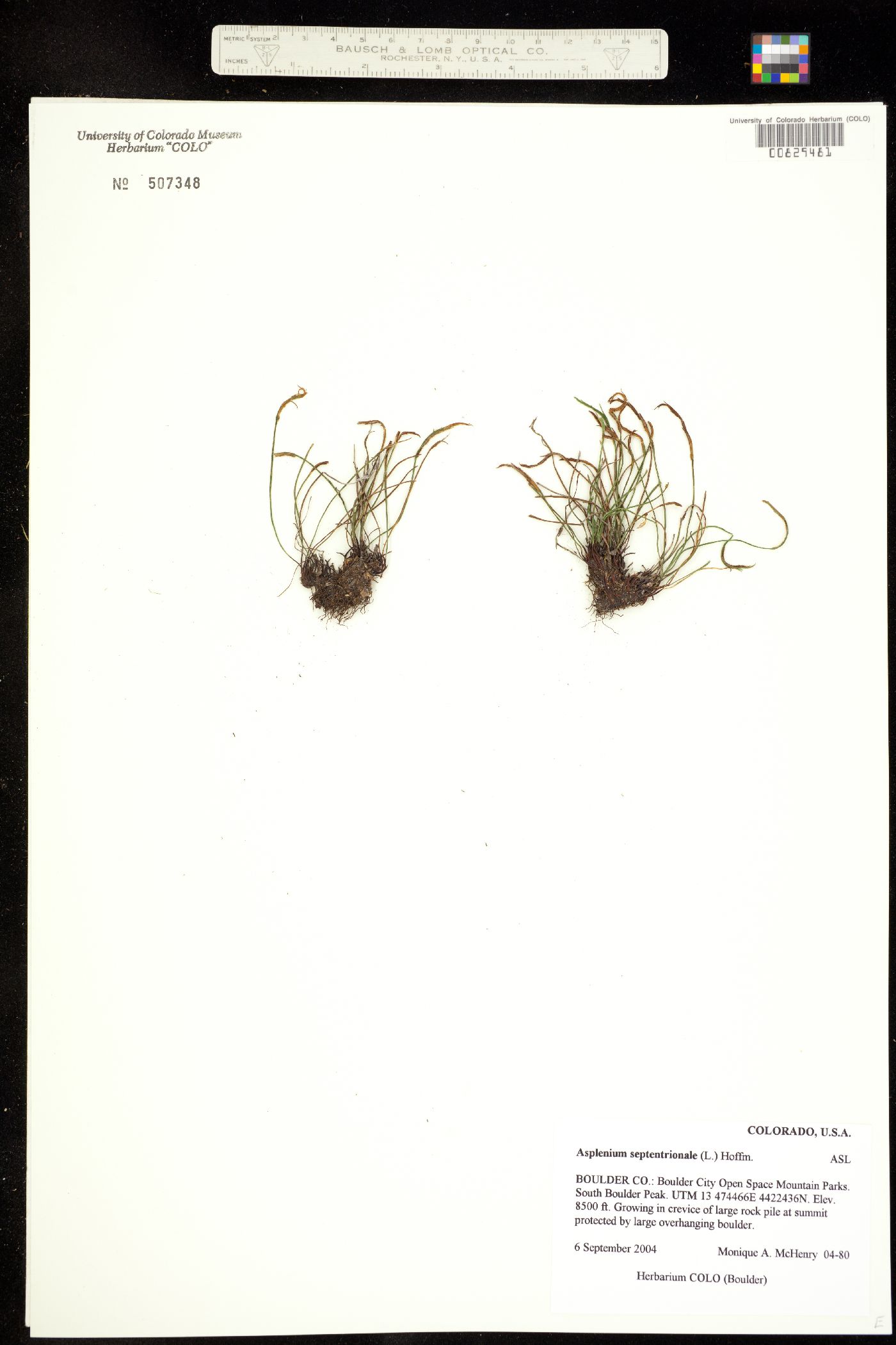 Asplenium septentrionale image