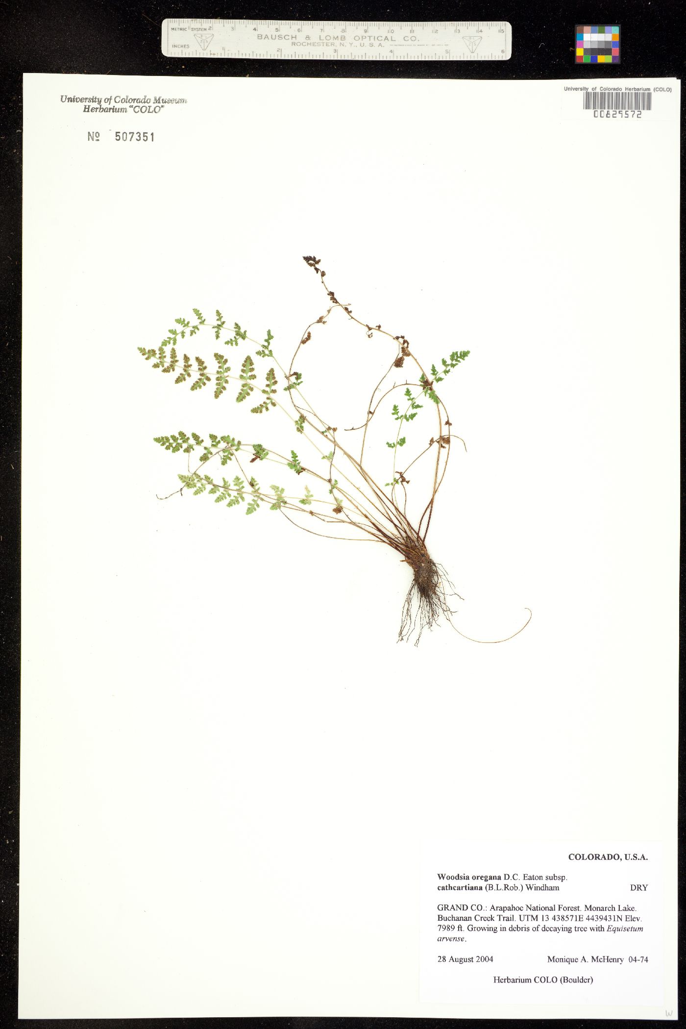 Woodsia image