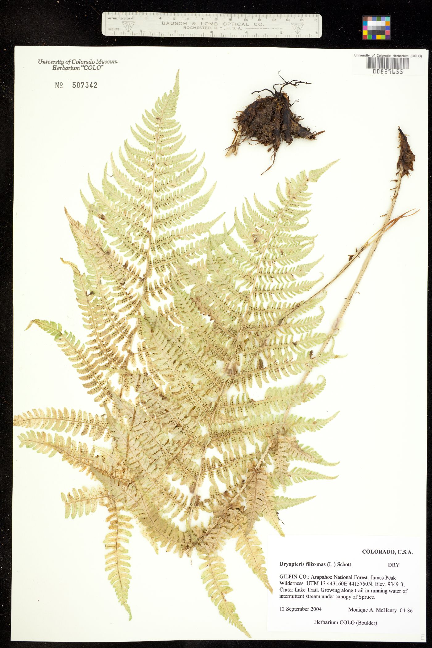 Dryopteridaceae image