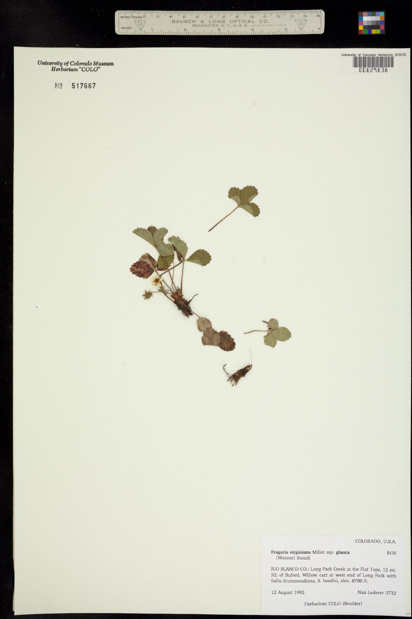 Fragaria image