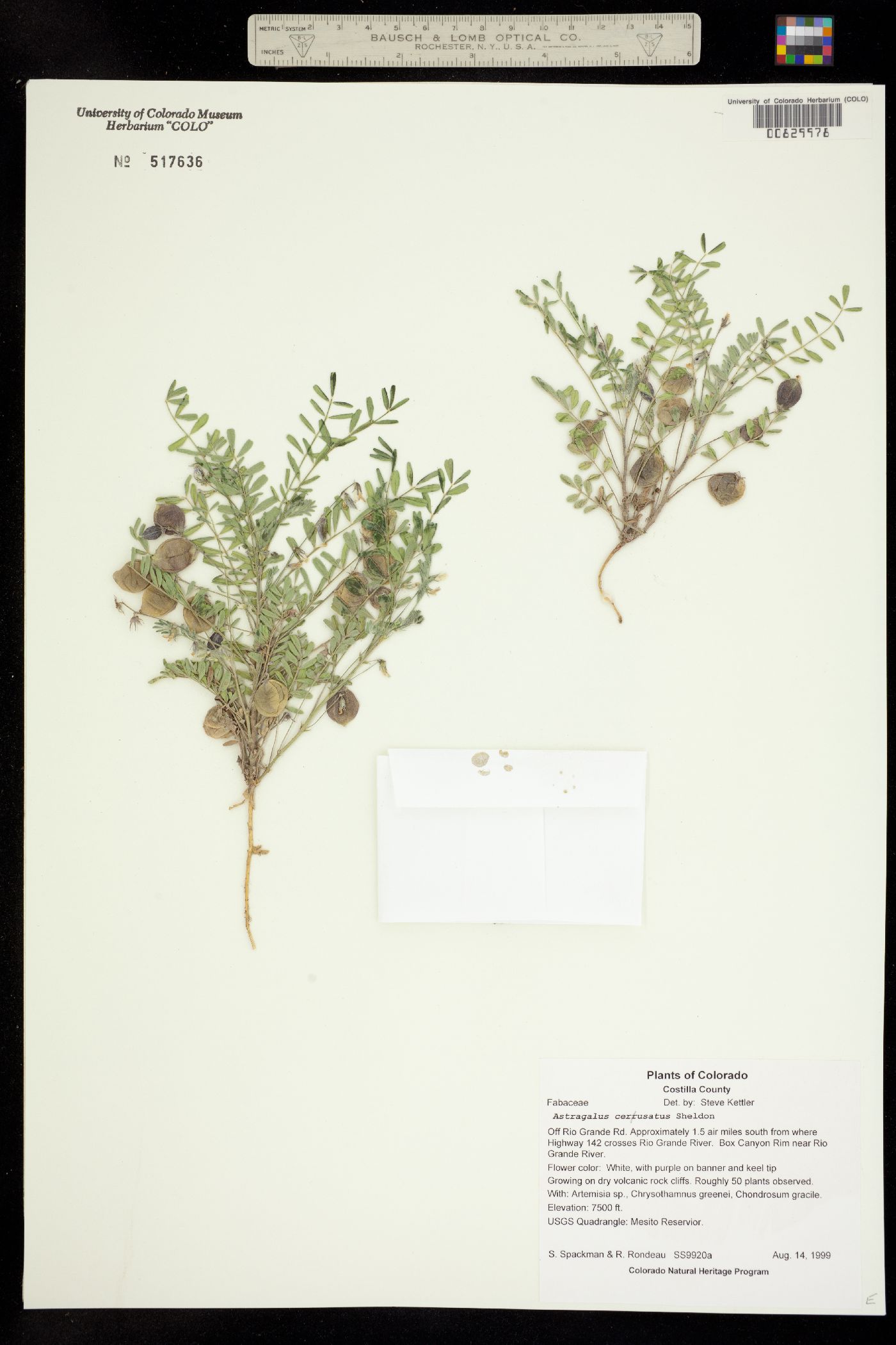 Astragalus cerussatus image
