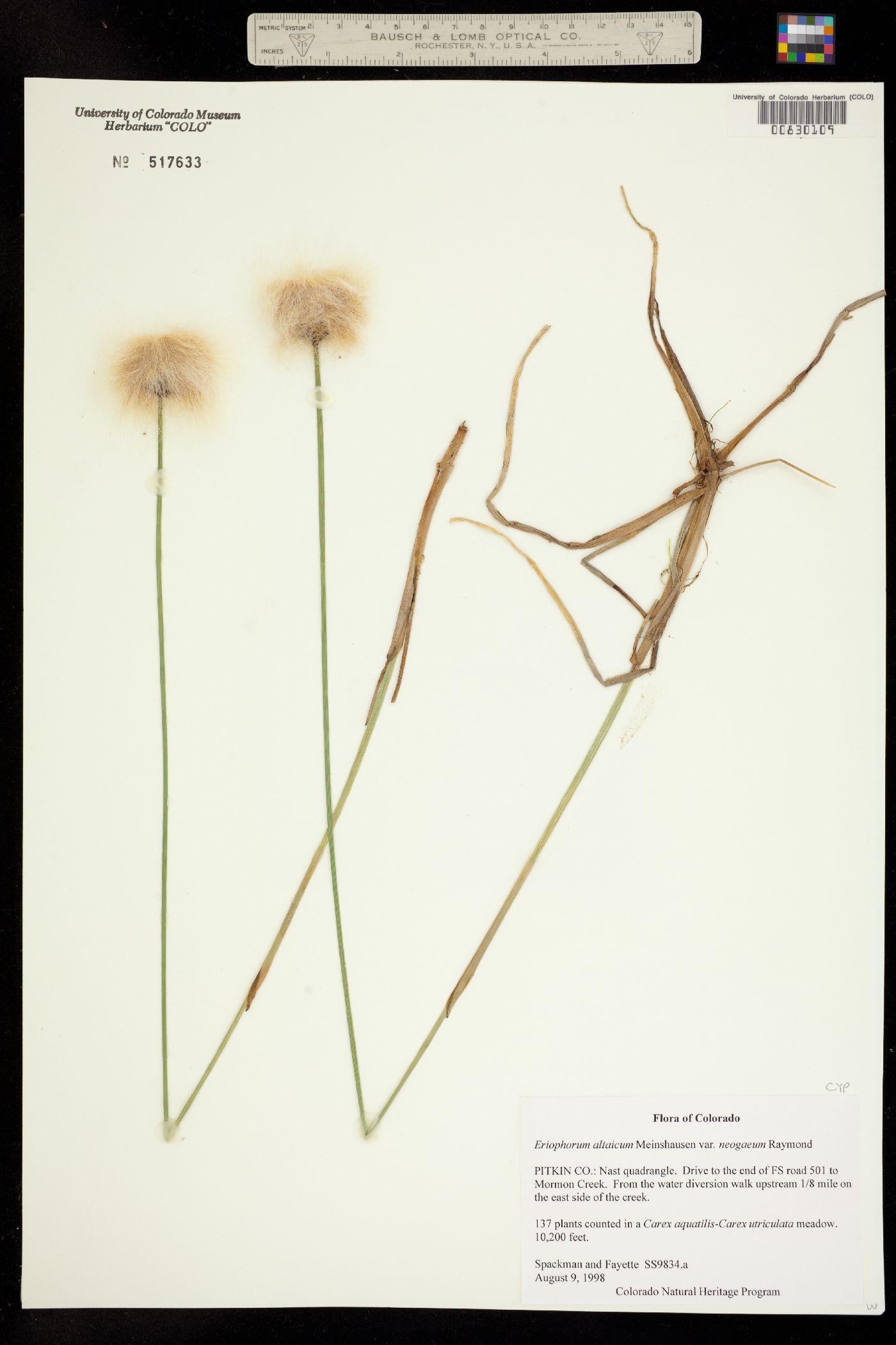 Eriophorum chamissonis image