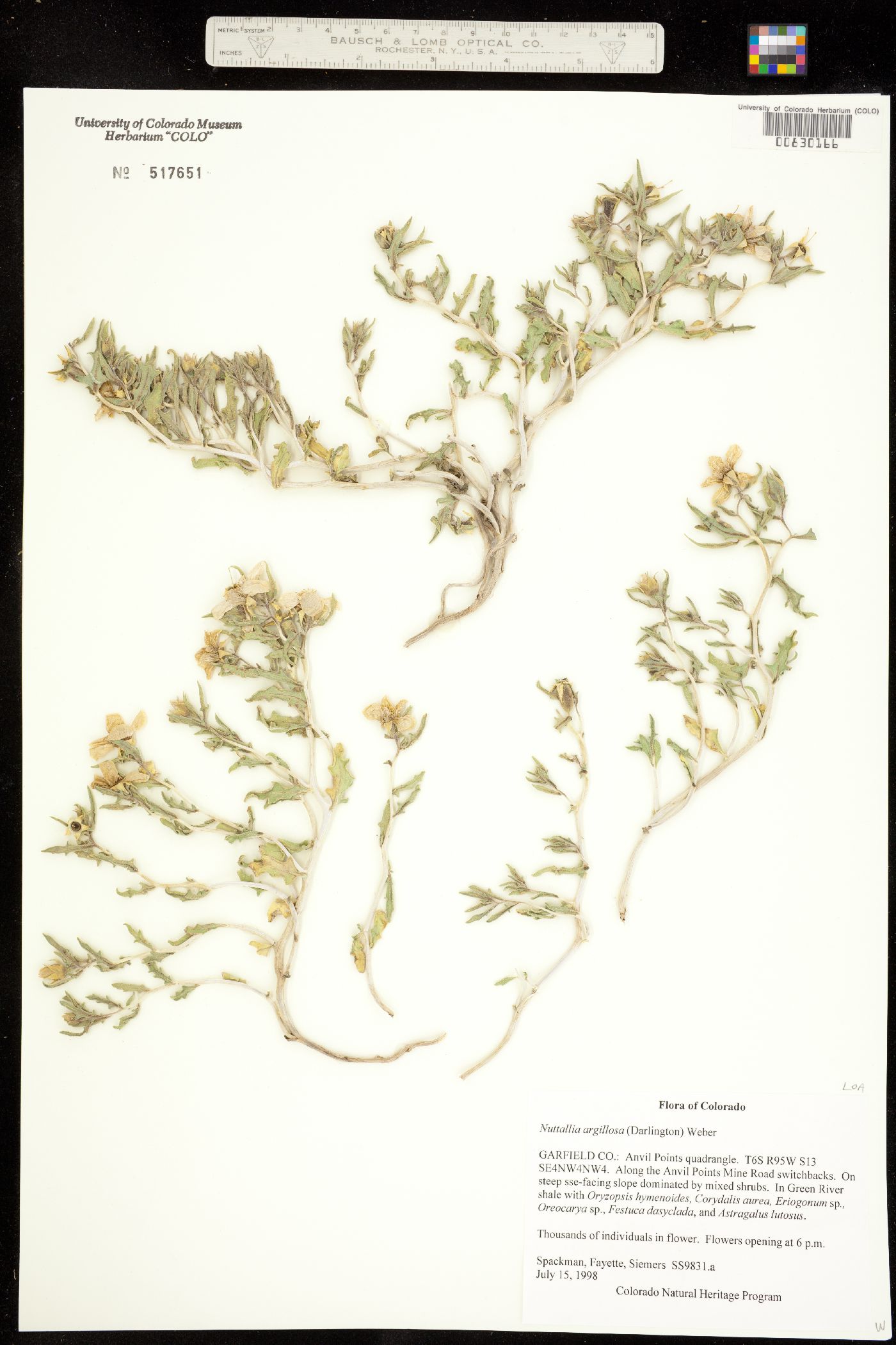 Mentzelia argillosa image