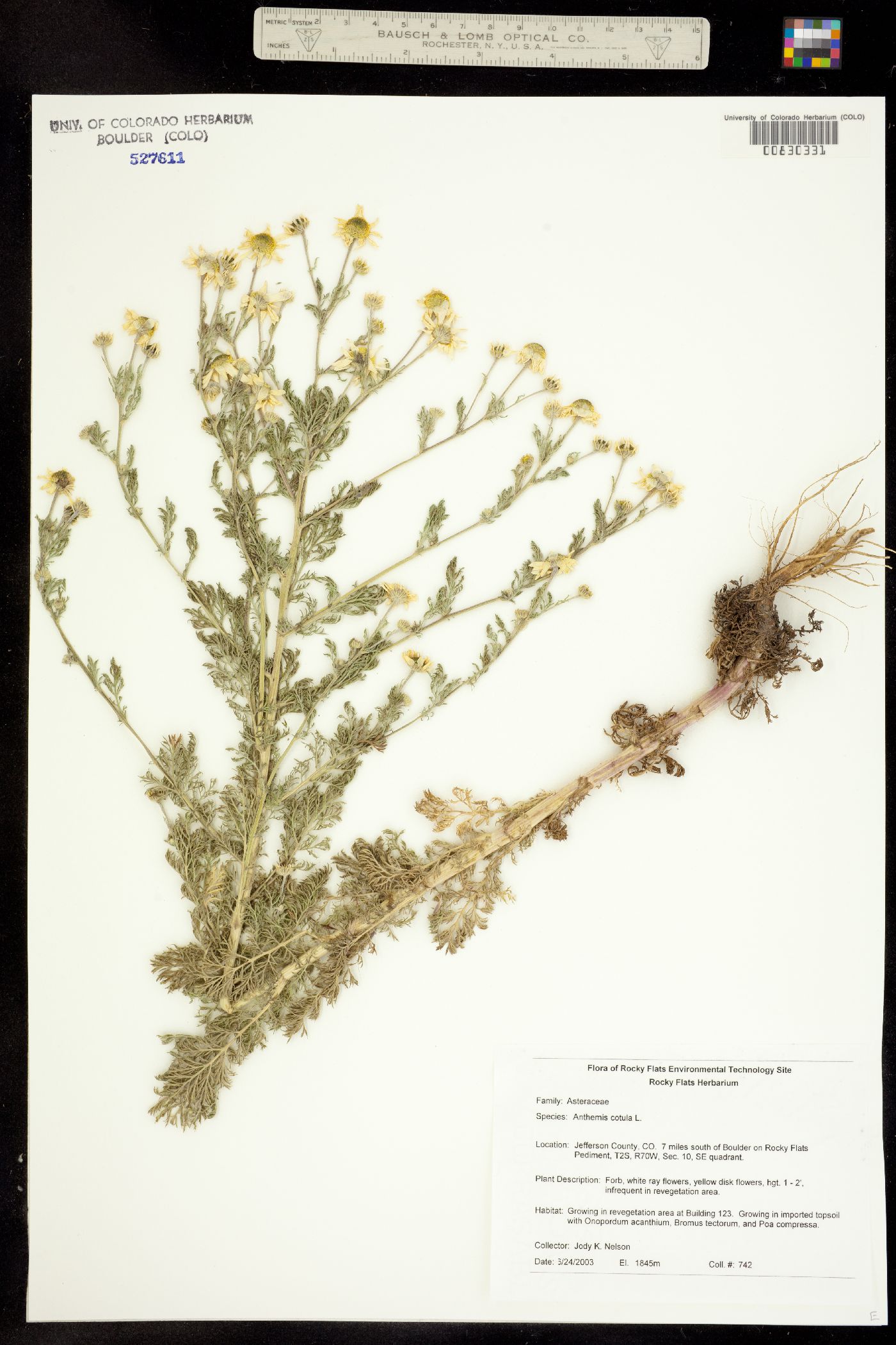 Anthemis cotula image