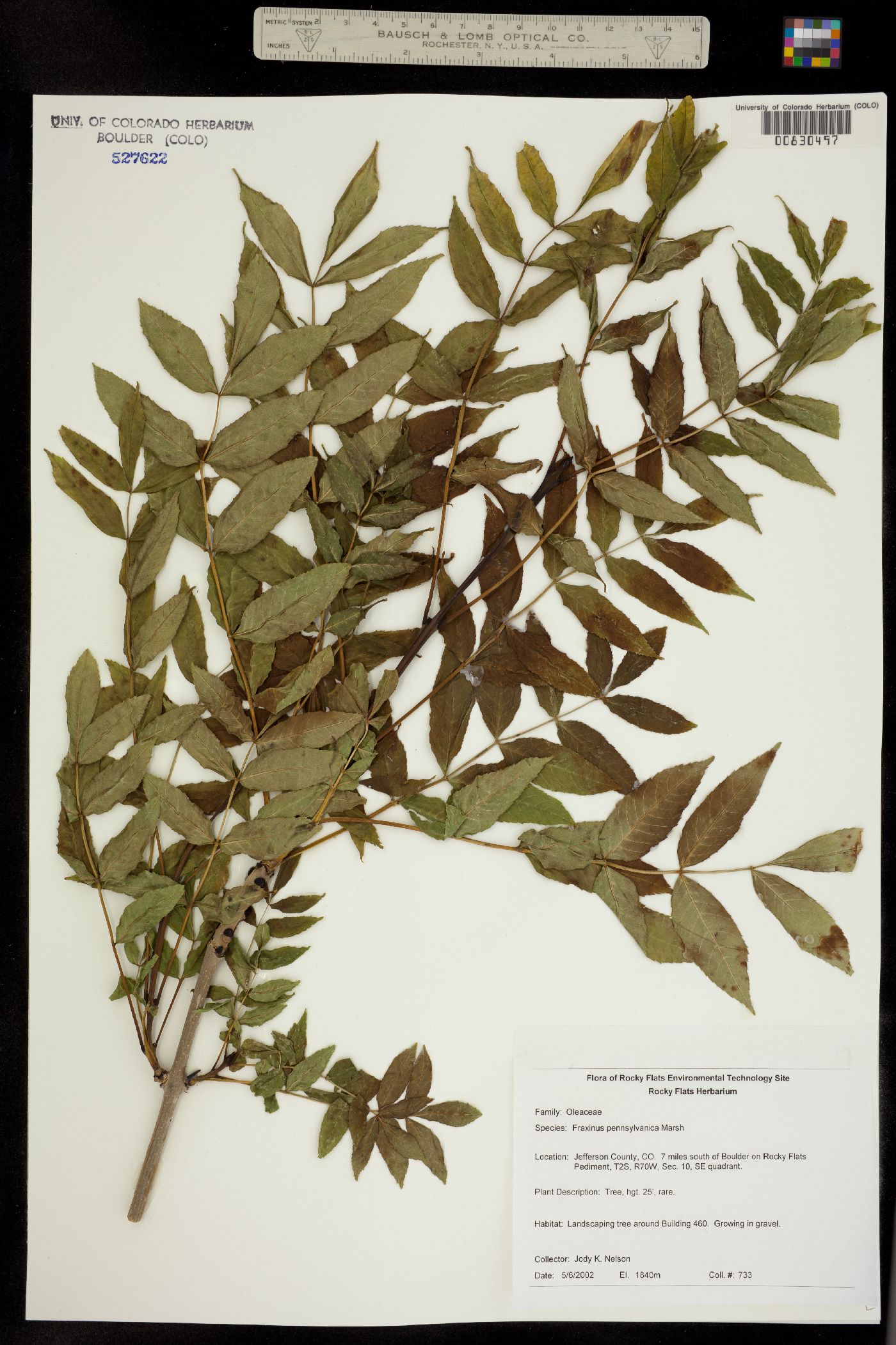 Fraxinus pennsylvanica image