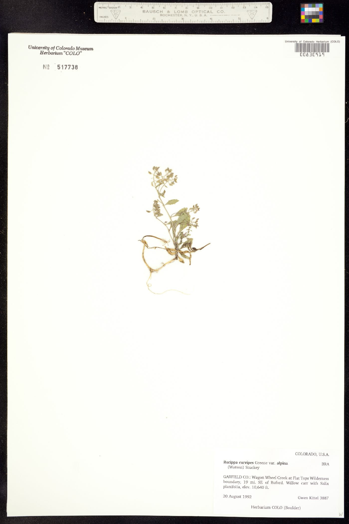 Rorippa alpina image