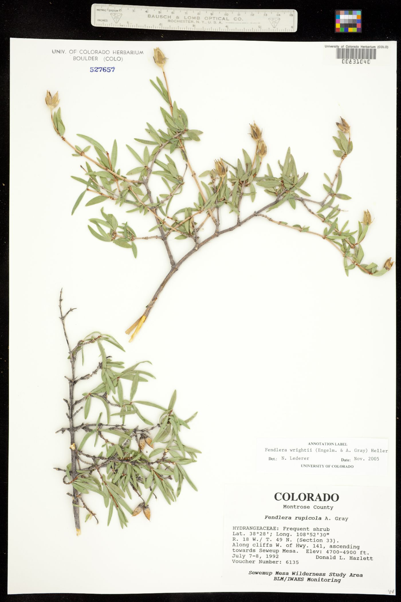 Fendlera rupicola var. wrightii image