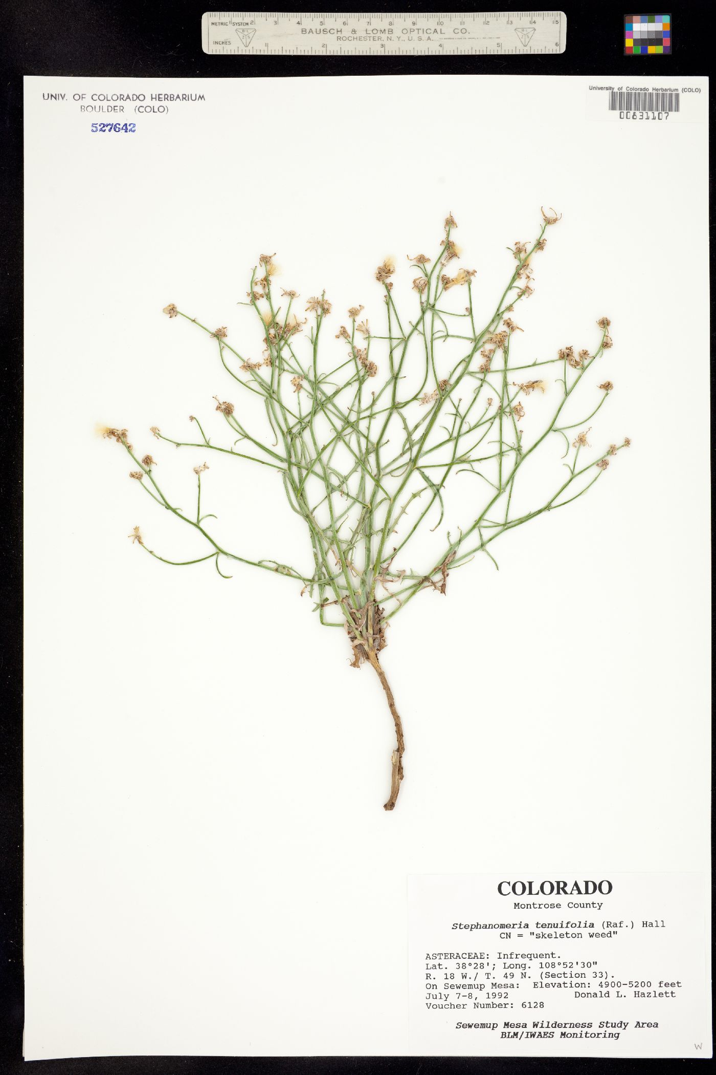 Stephanomeria tenuifolia image