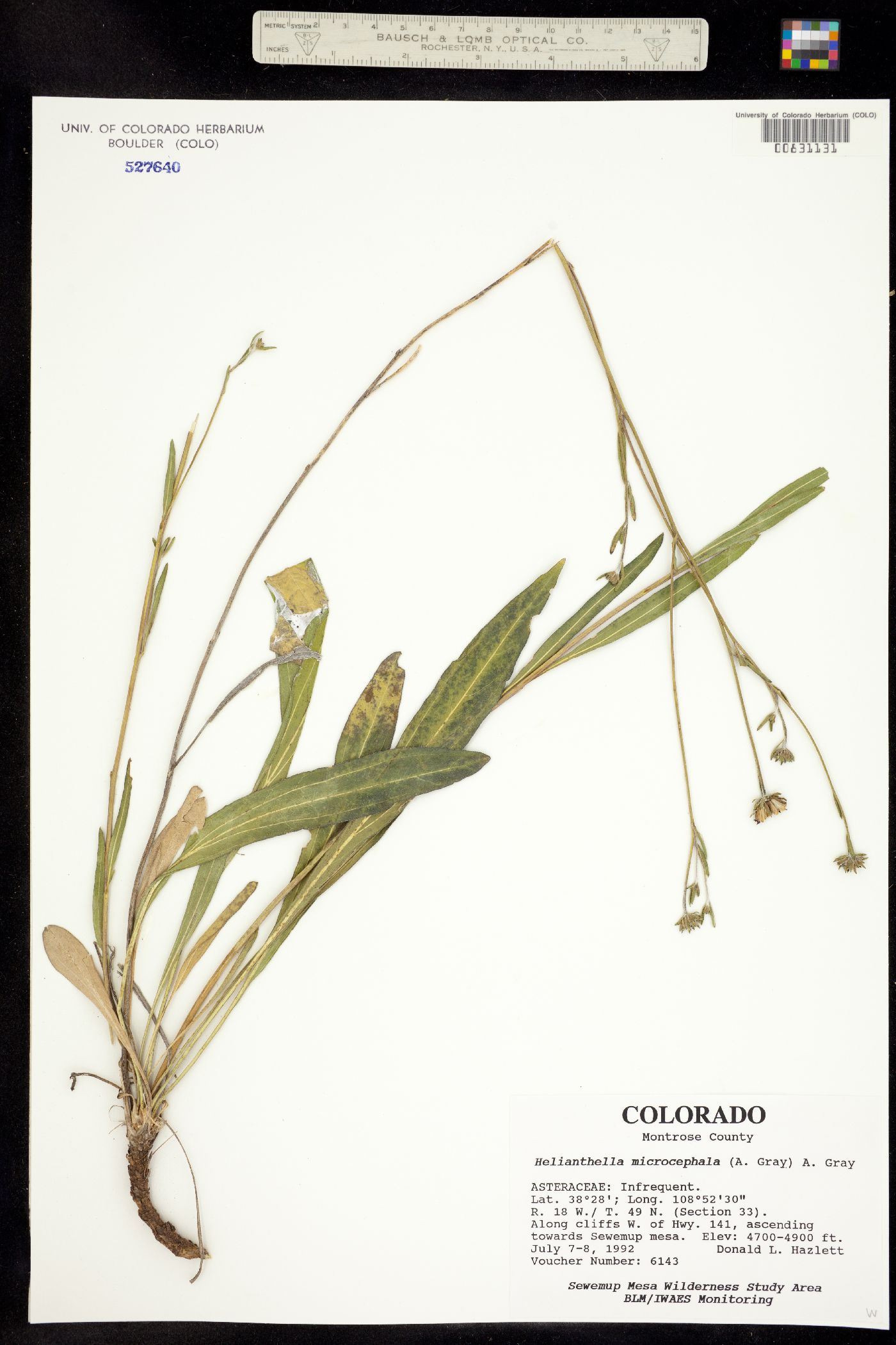 Helianthella microcephala image