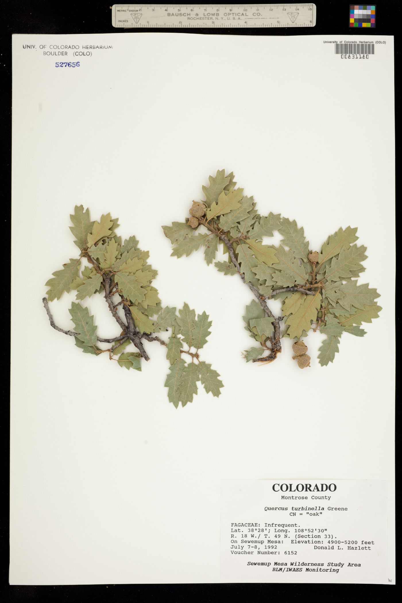 Quercus turbinella image