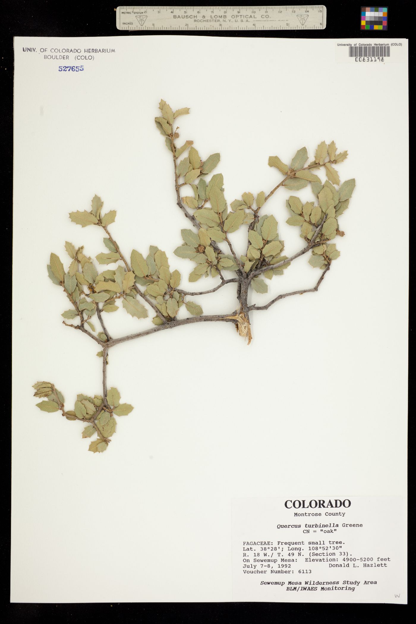 Quercus turbinella image