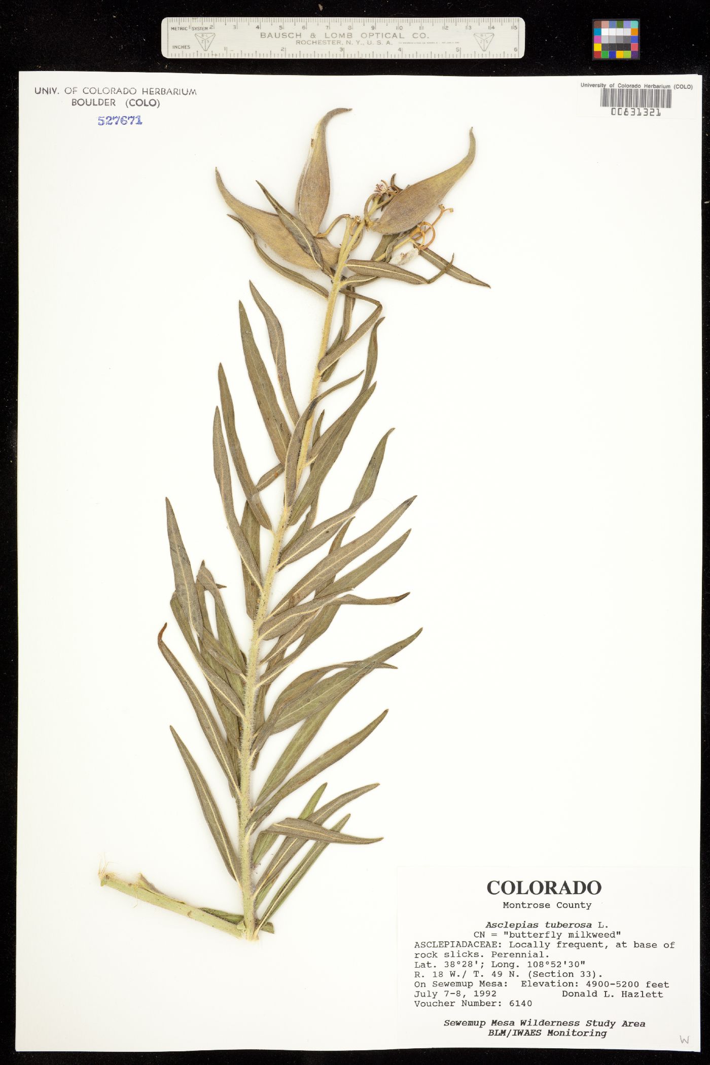 Asclepias tuberosa image
