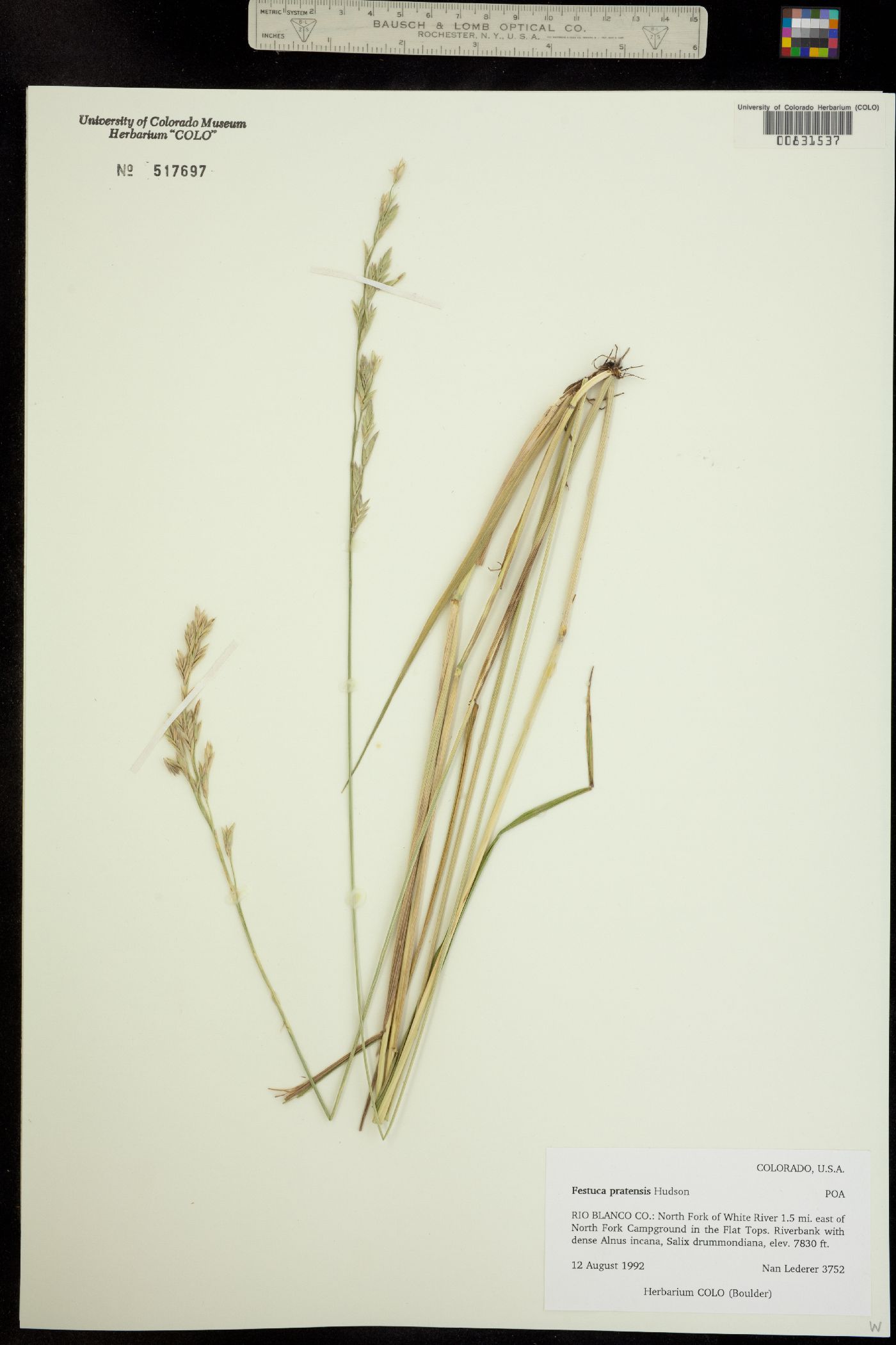 Schedonorus image