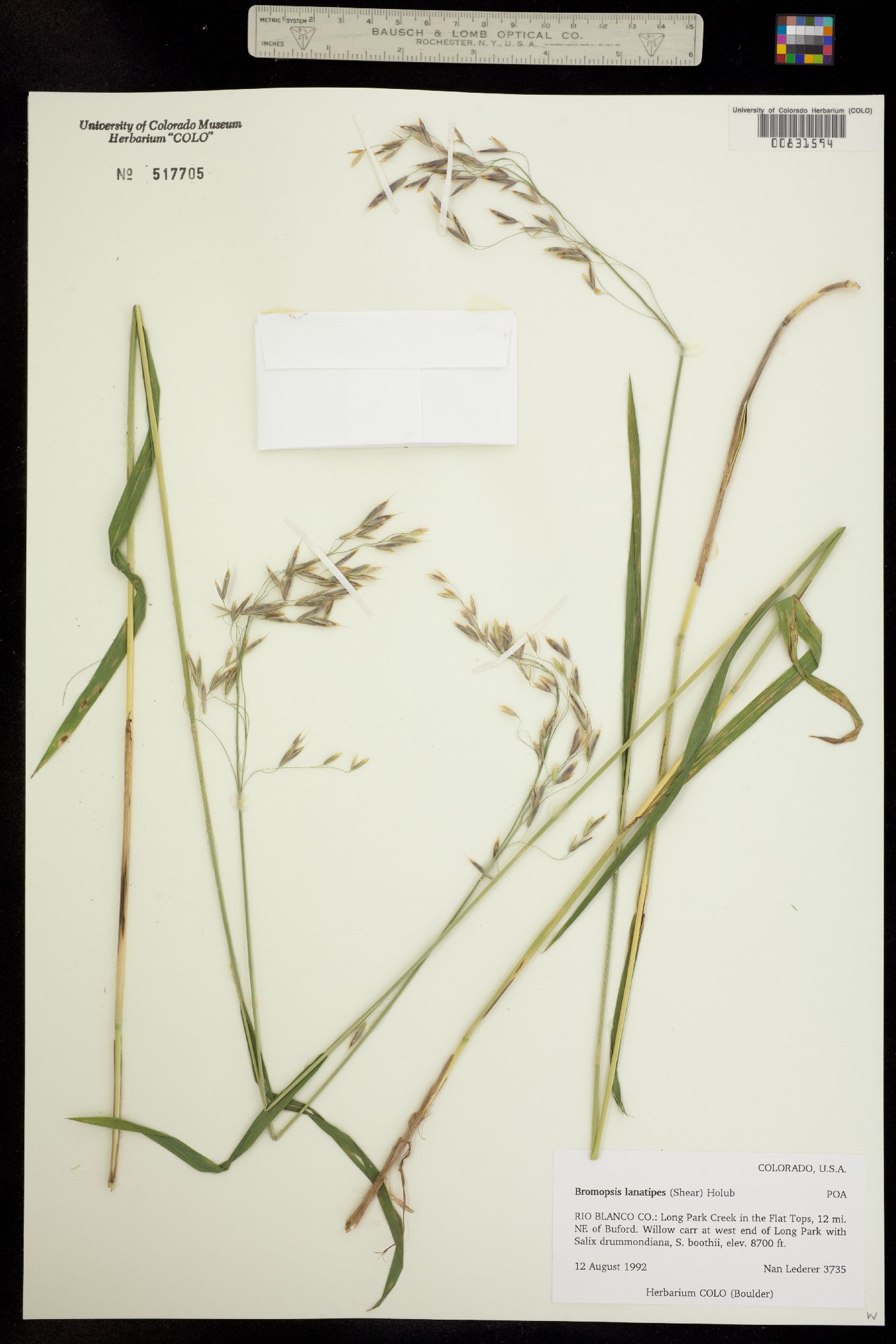 Bromus lanatipes image