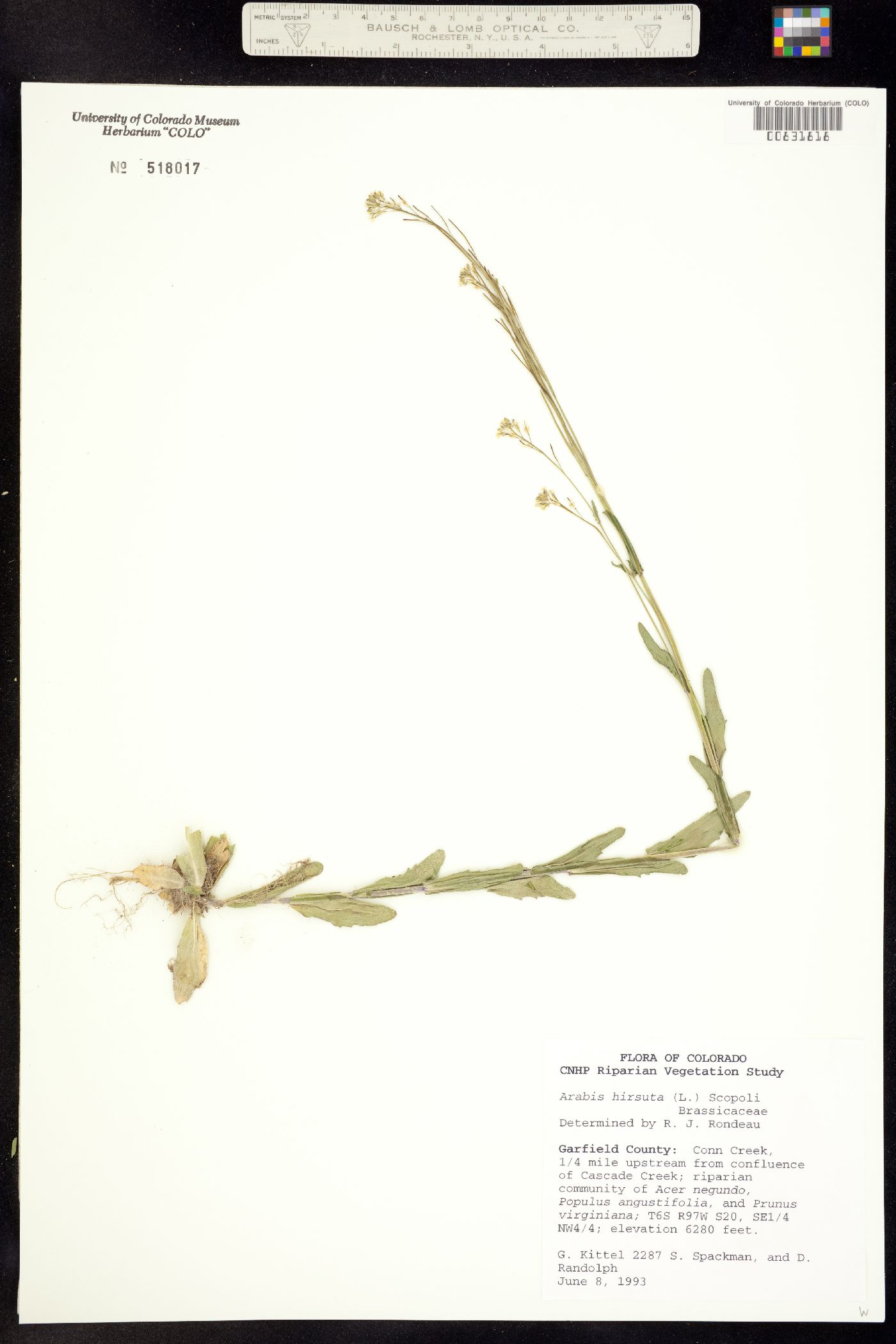 Arabis hirsuta image