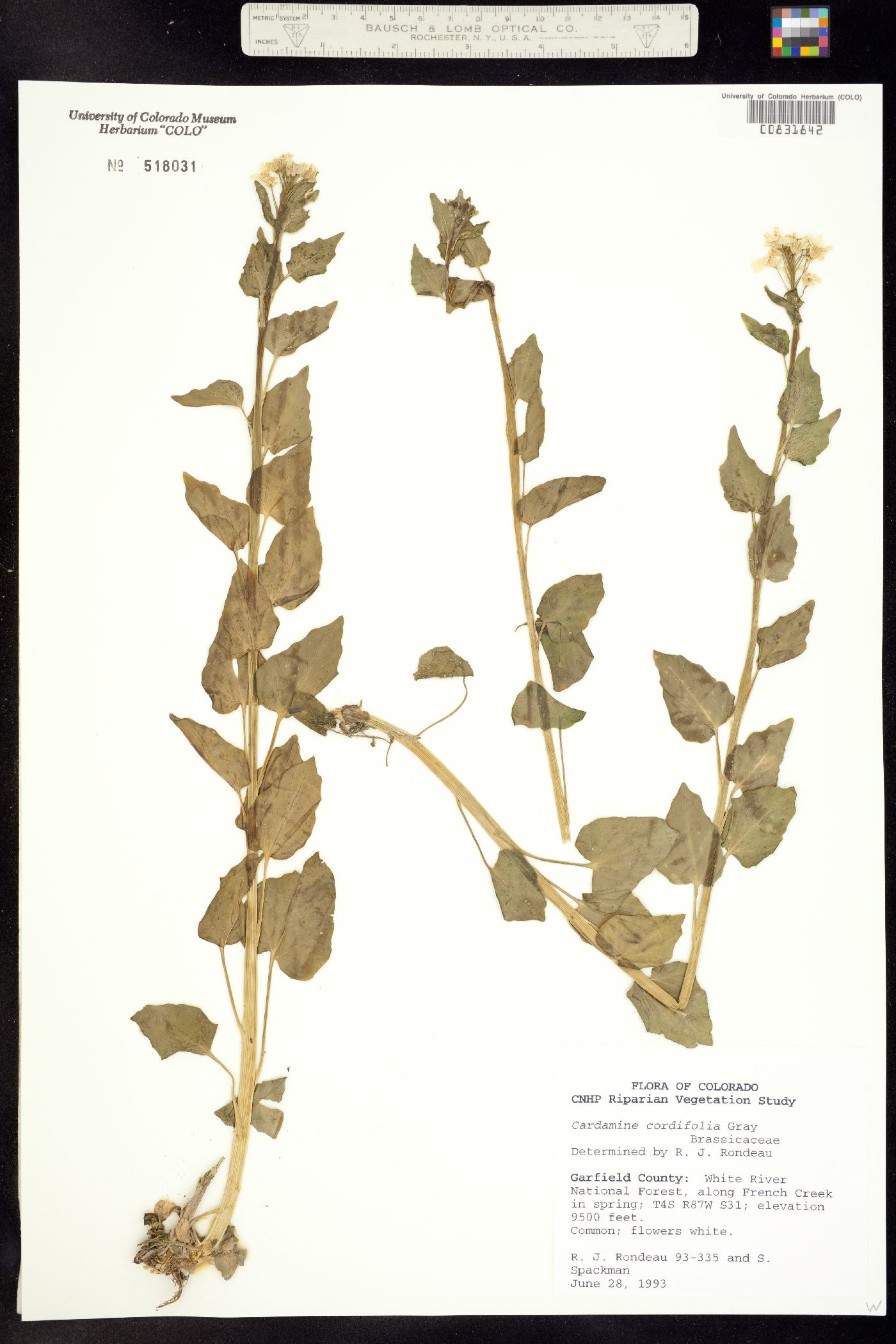 Cardamine image