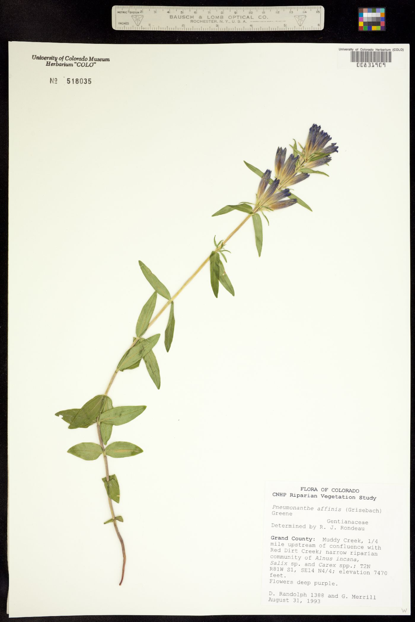 Gentiana affinis image