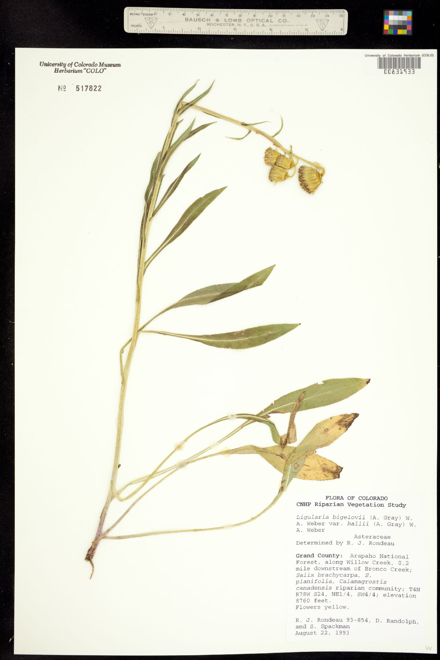 Ligularia bigelovii image