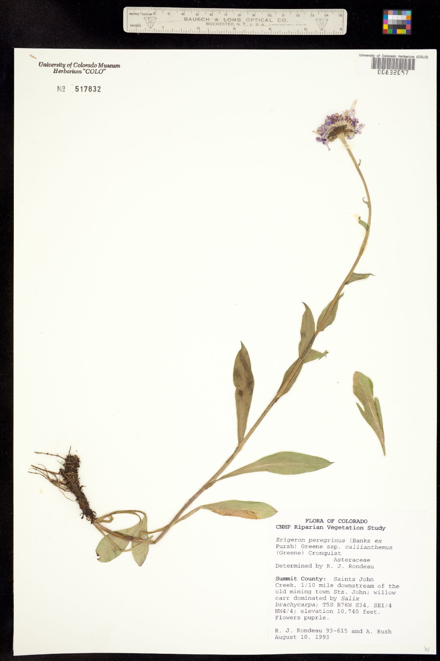 Erigeron peregrinus subsp. callianthemus image