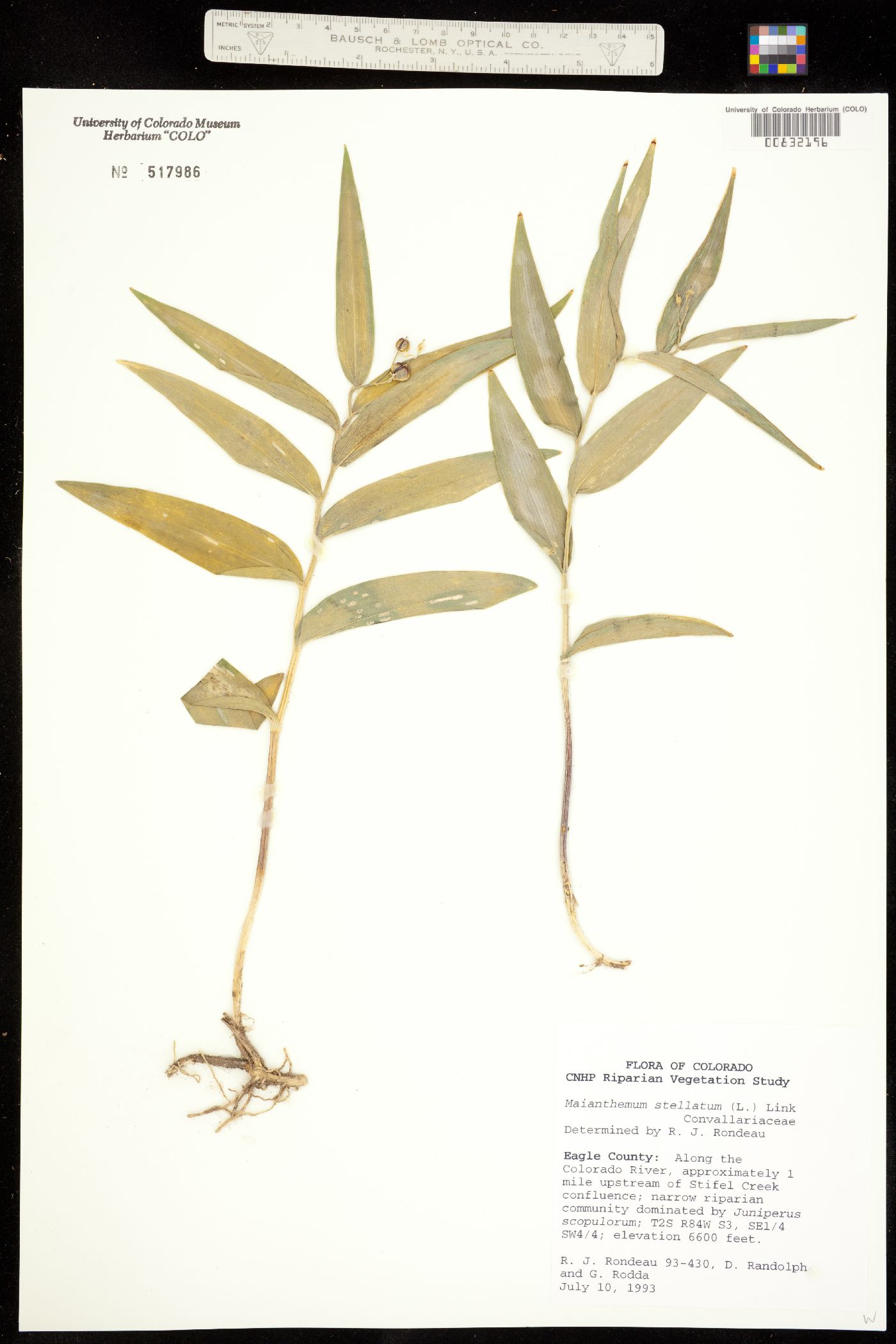 Maianthemum stellatum image