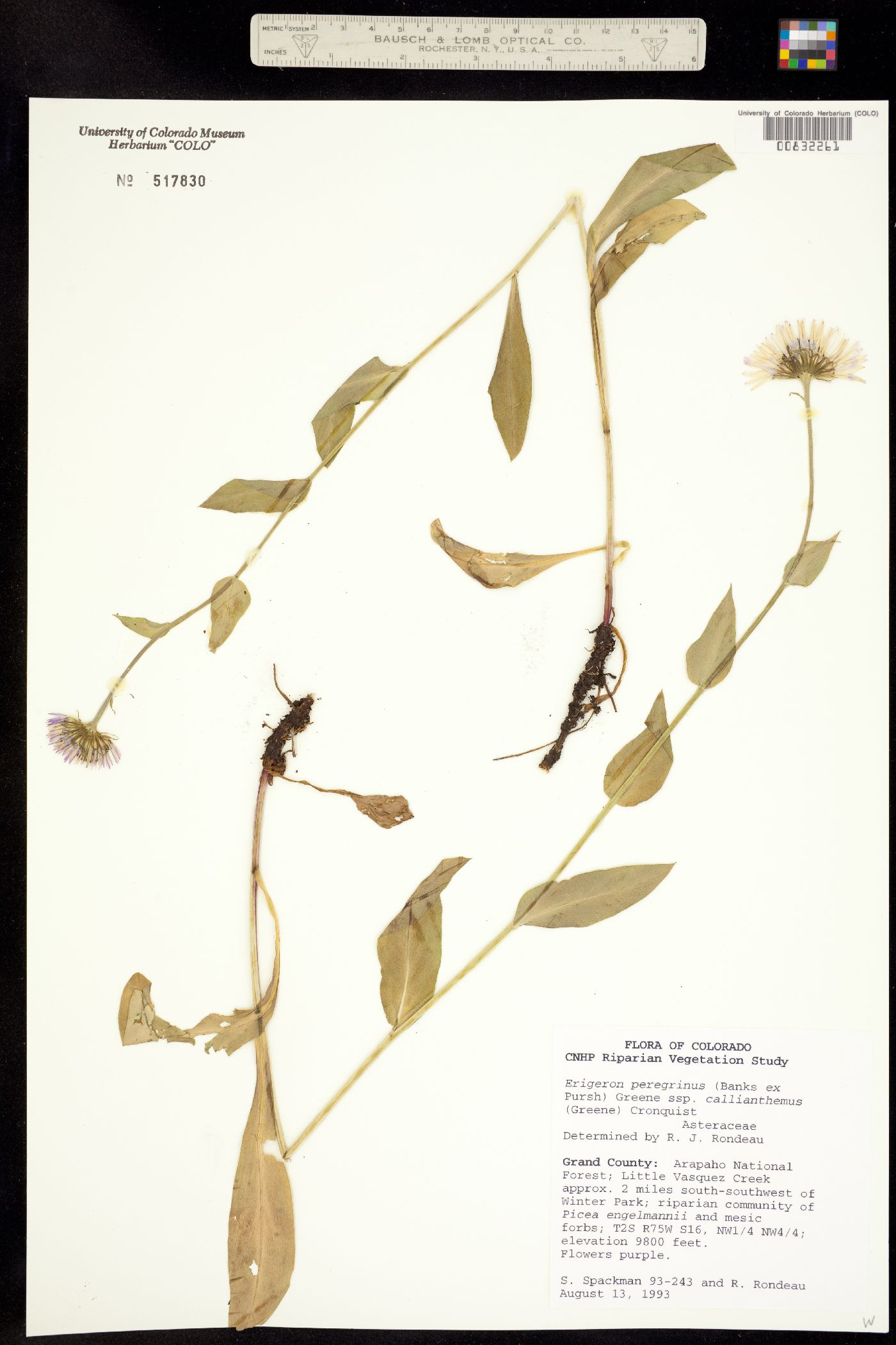 Erigeron peregrinus subsp. callianthemus image