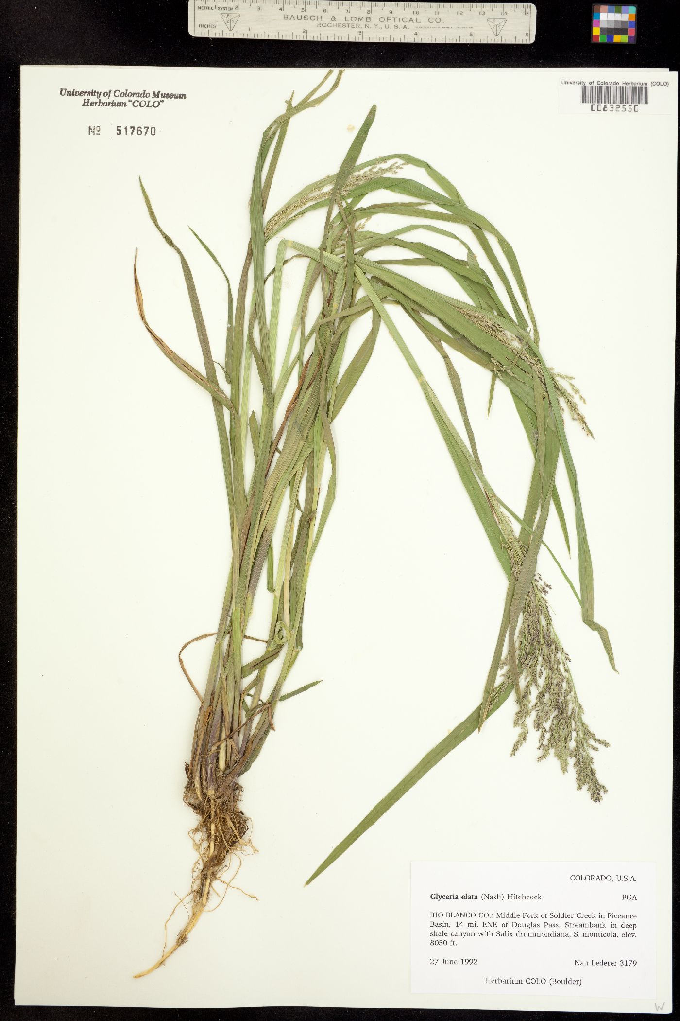 Glyceria elata image