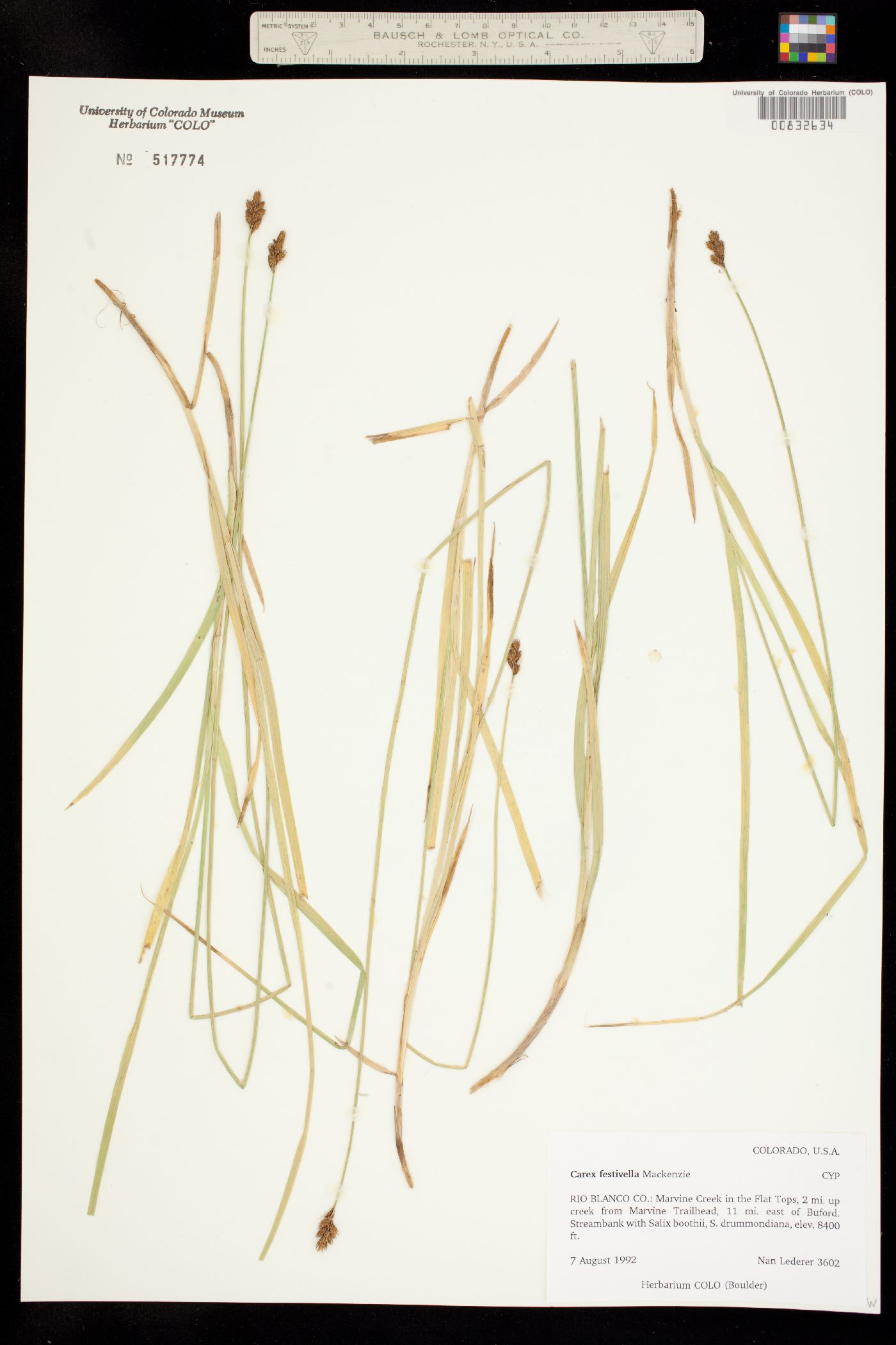 Carex microptera image