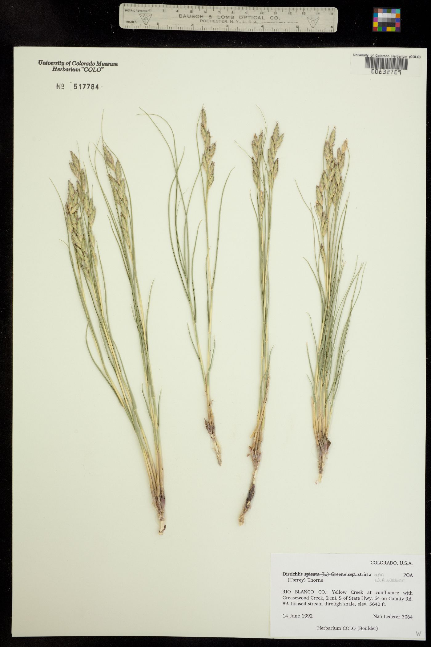 Distichlis spicata image