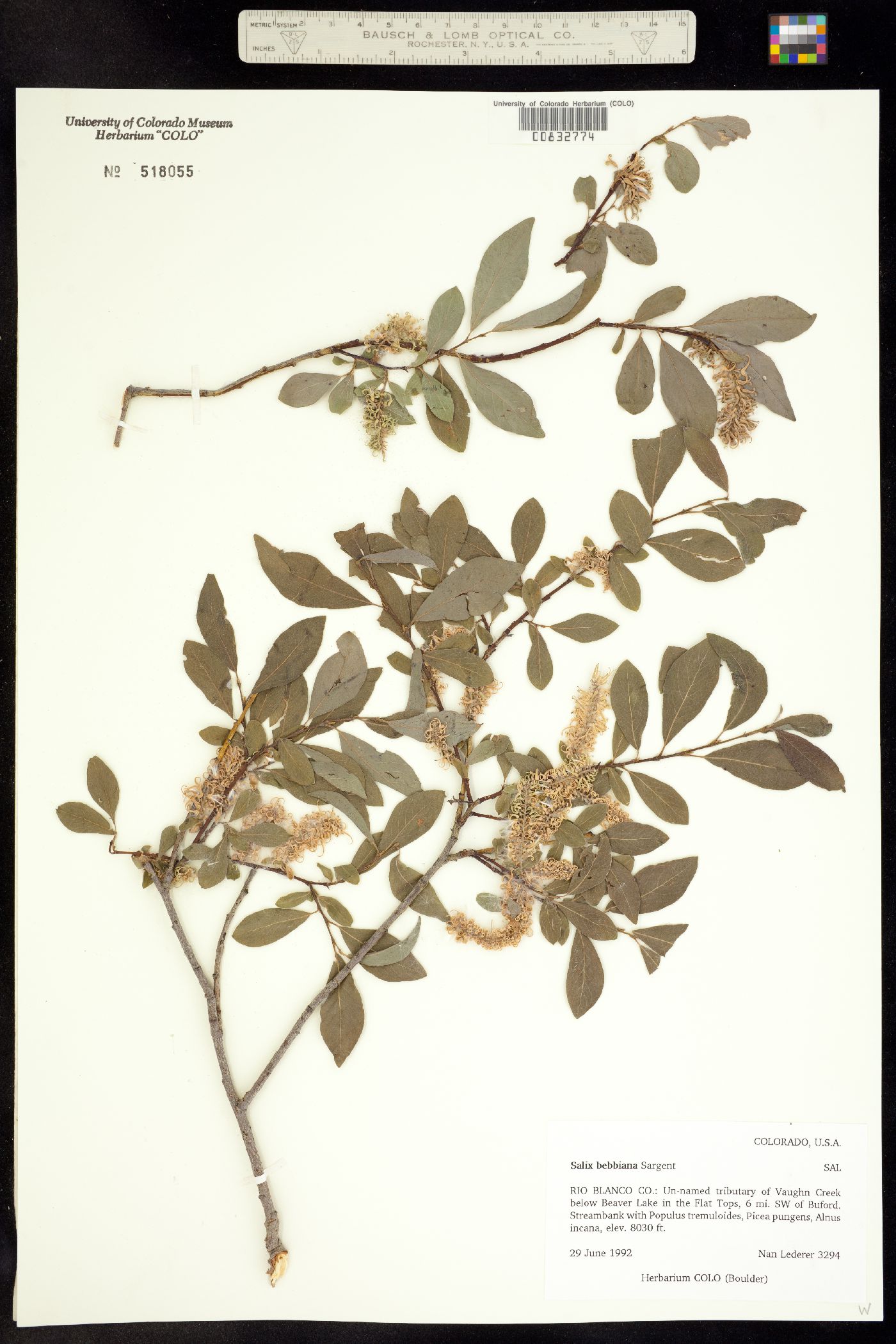 Salix bebbiana image