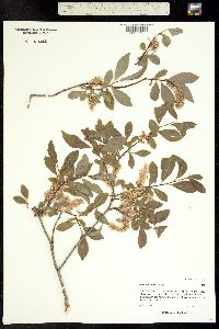 Image of Salix bebbiana