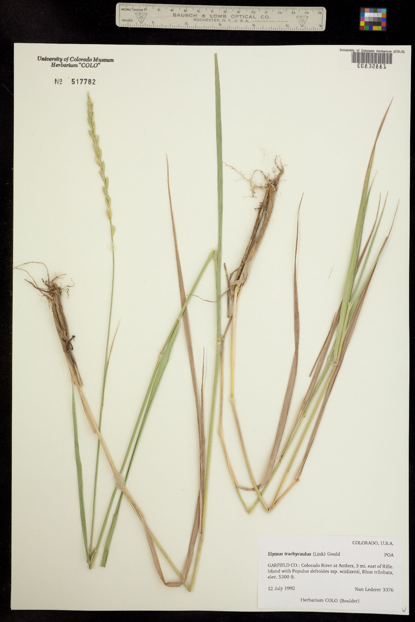 Elymus trachycaulus image