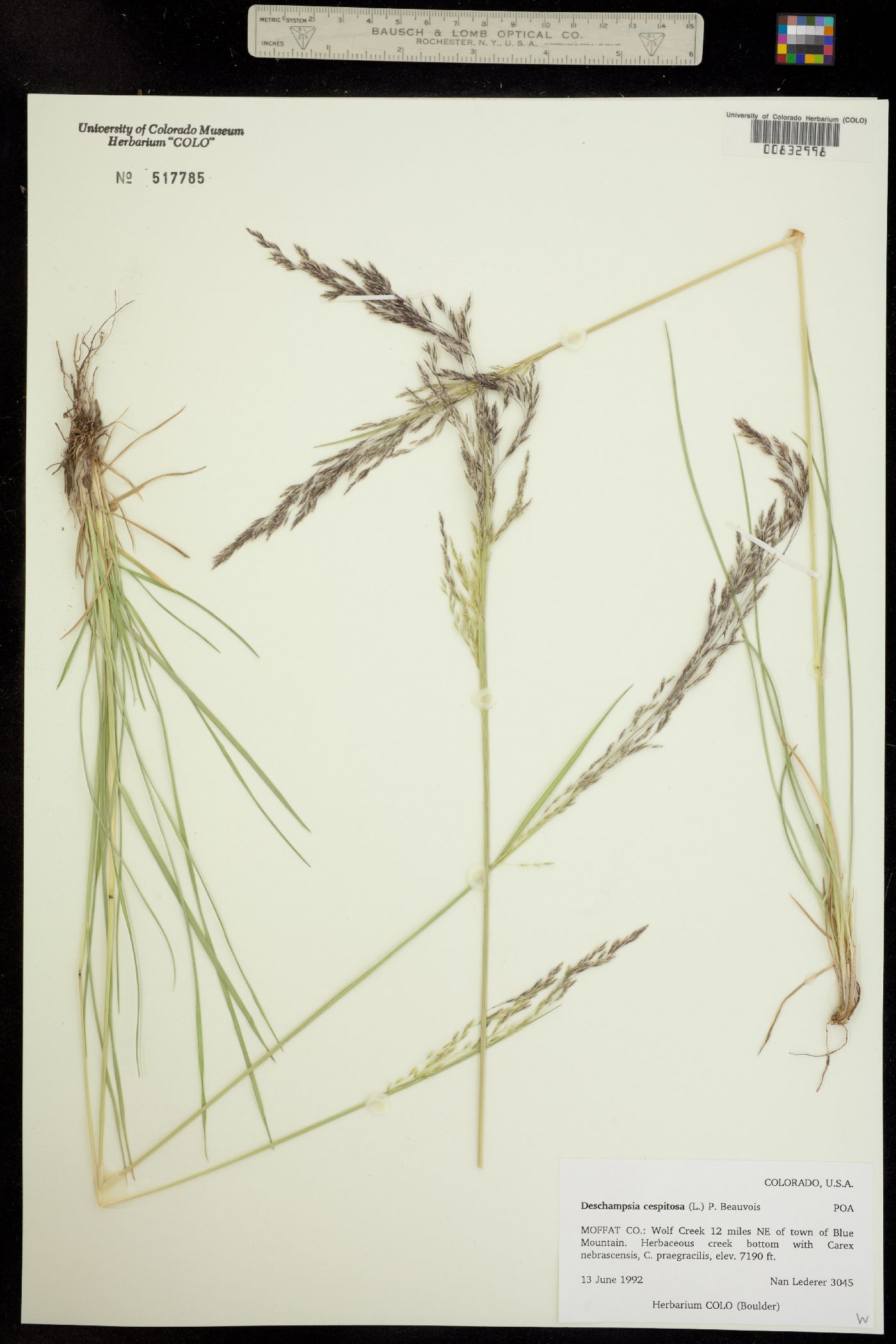 Deschampsia cespitosa image