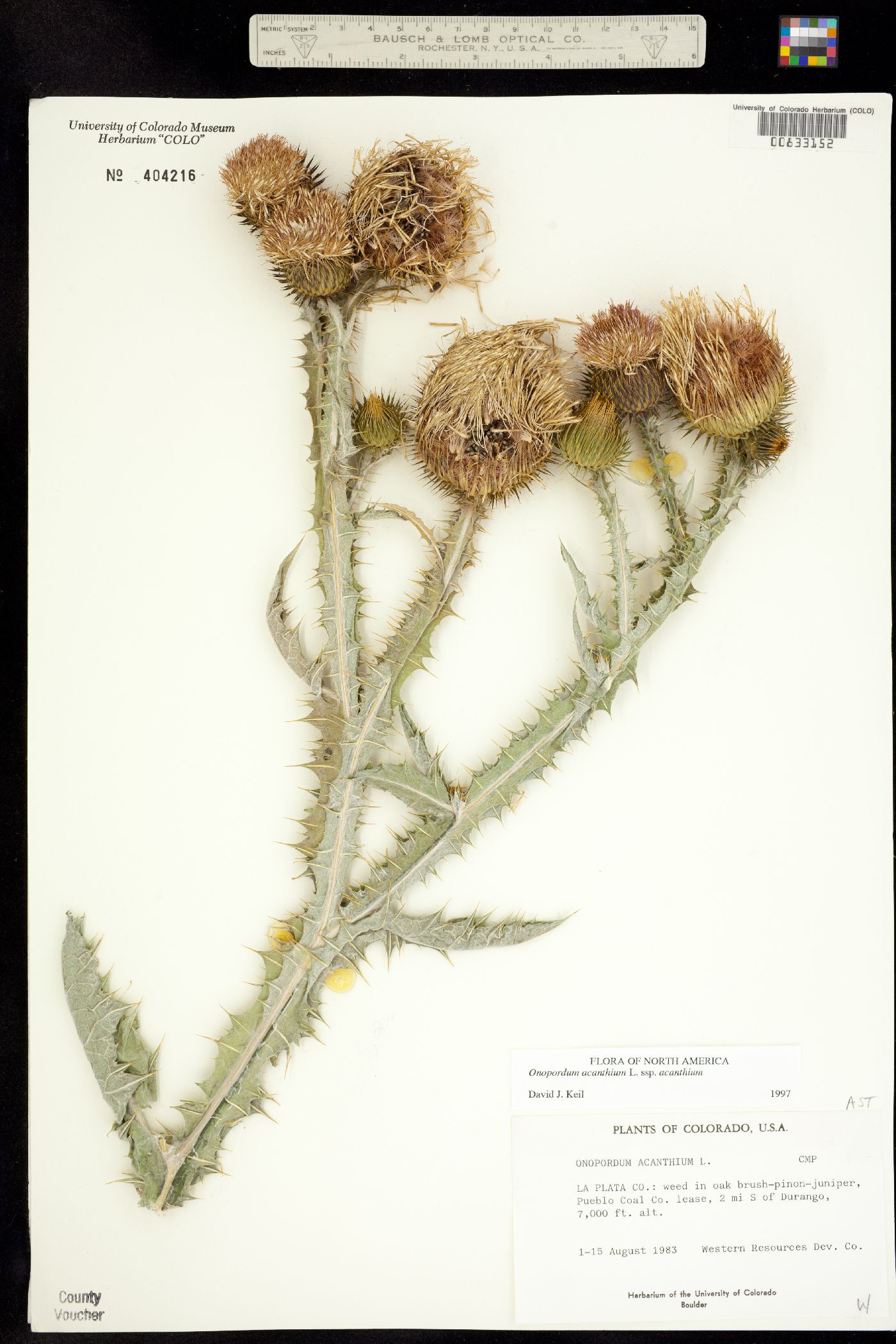 Onopordum acanthium image