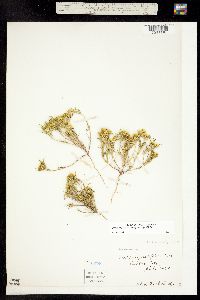 Image of Pectis angustifolia