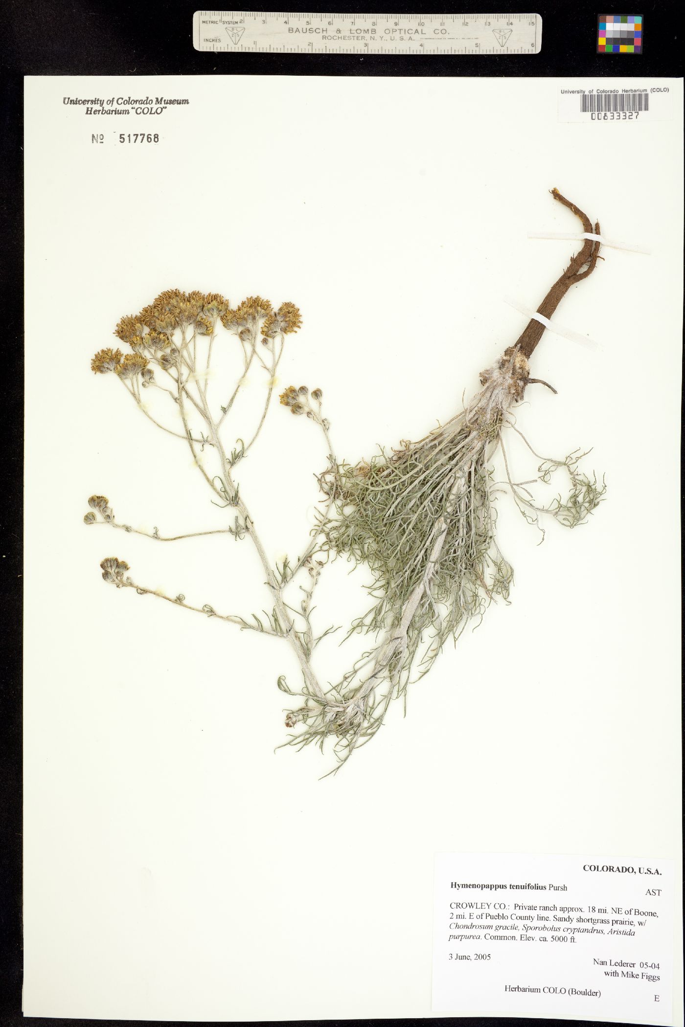 Hymenopappus tenuifolius image