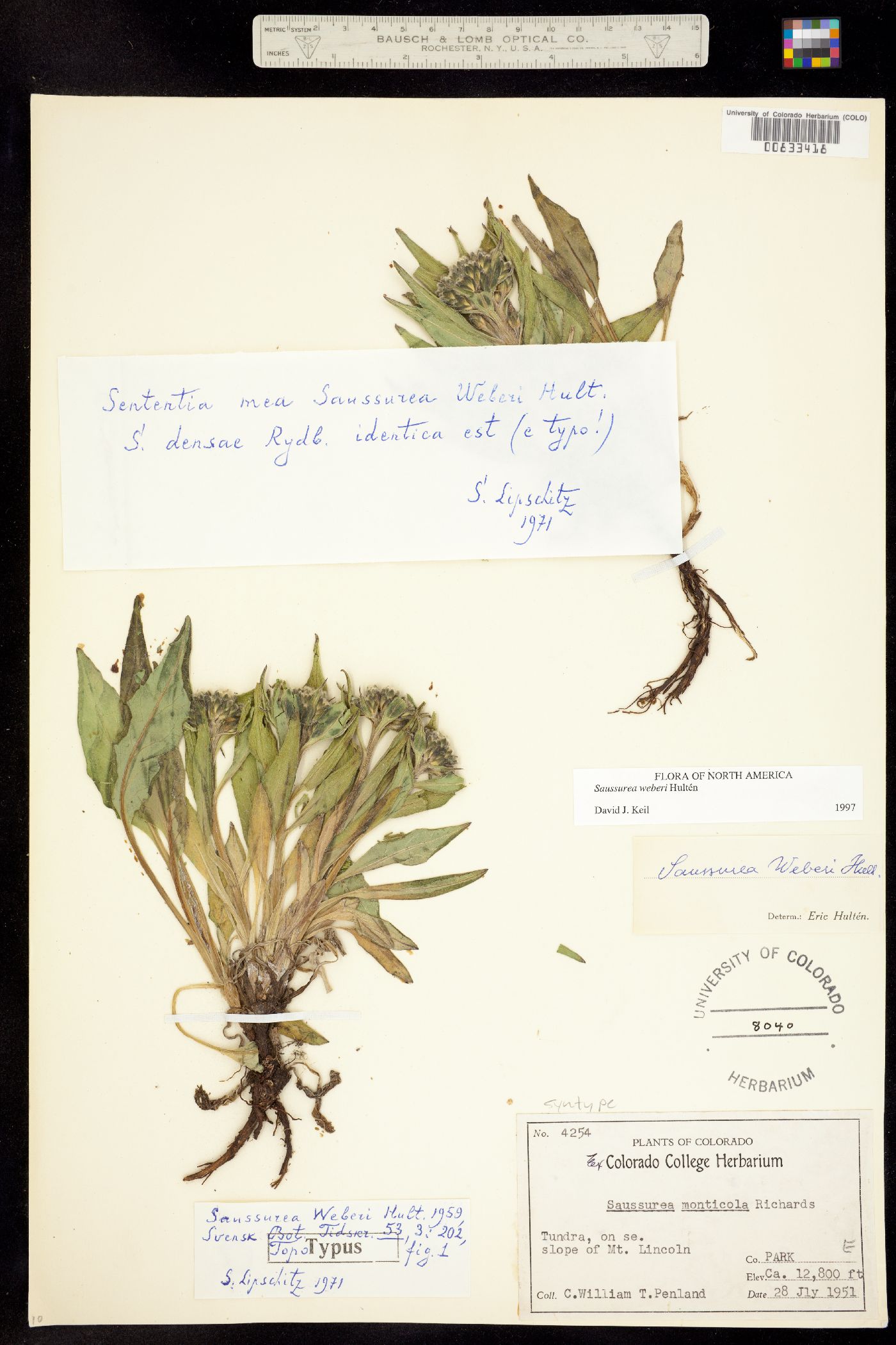 Saussurea weberi image