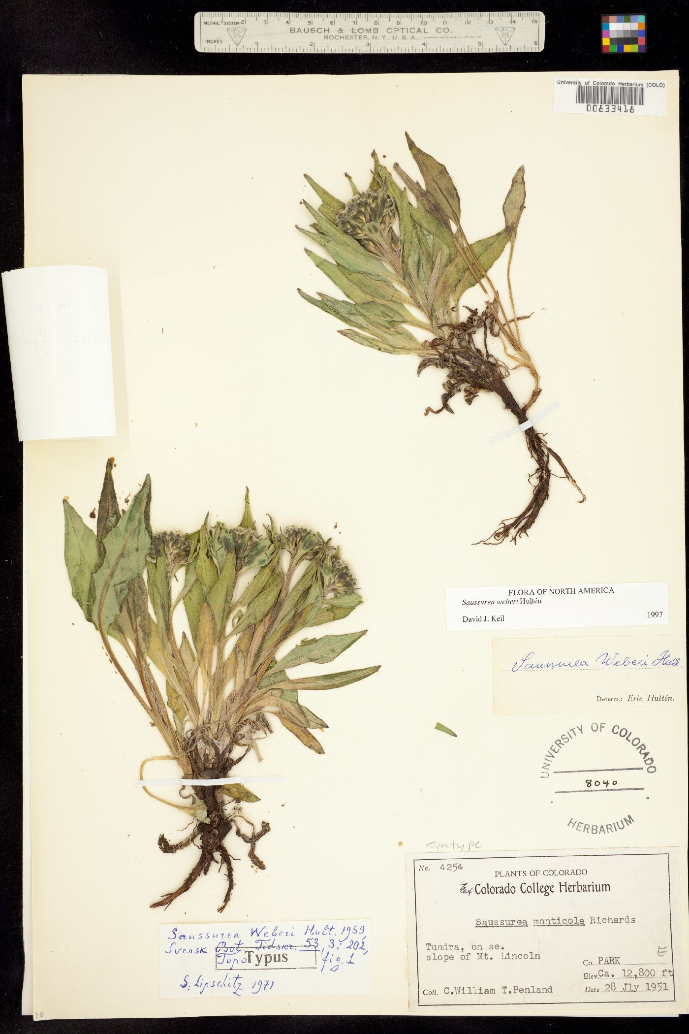 Saussurea weberi image