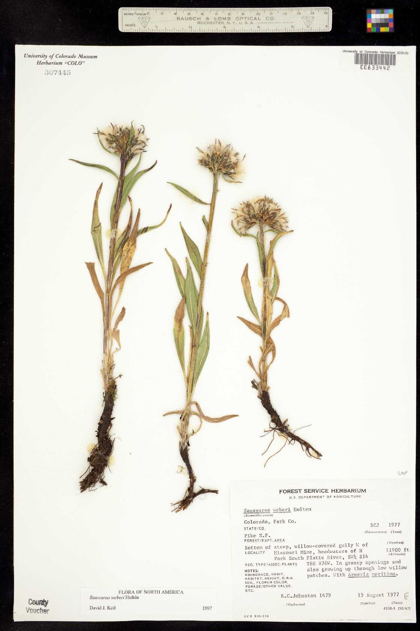 Saussurea weberi image