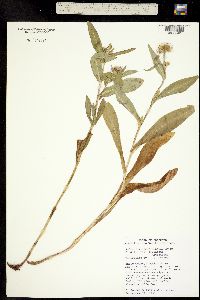 Aster foliaceus var. foliaceus image