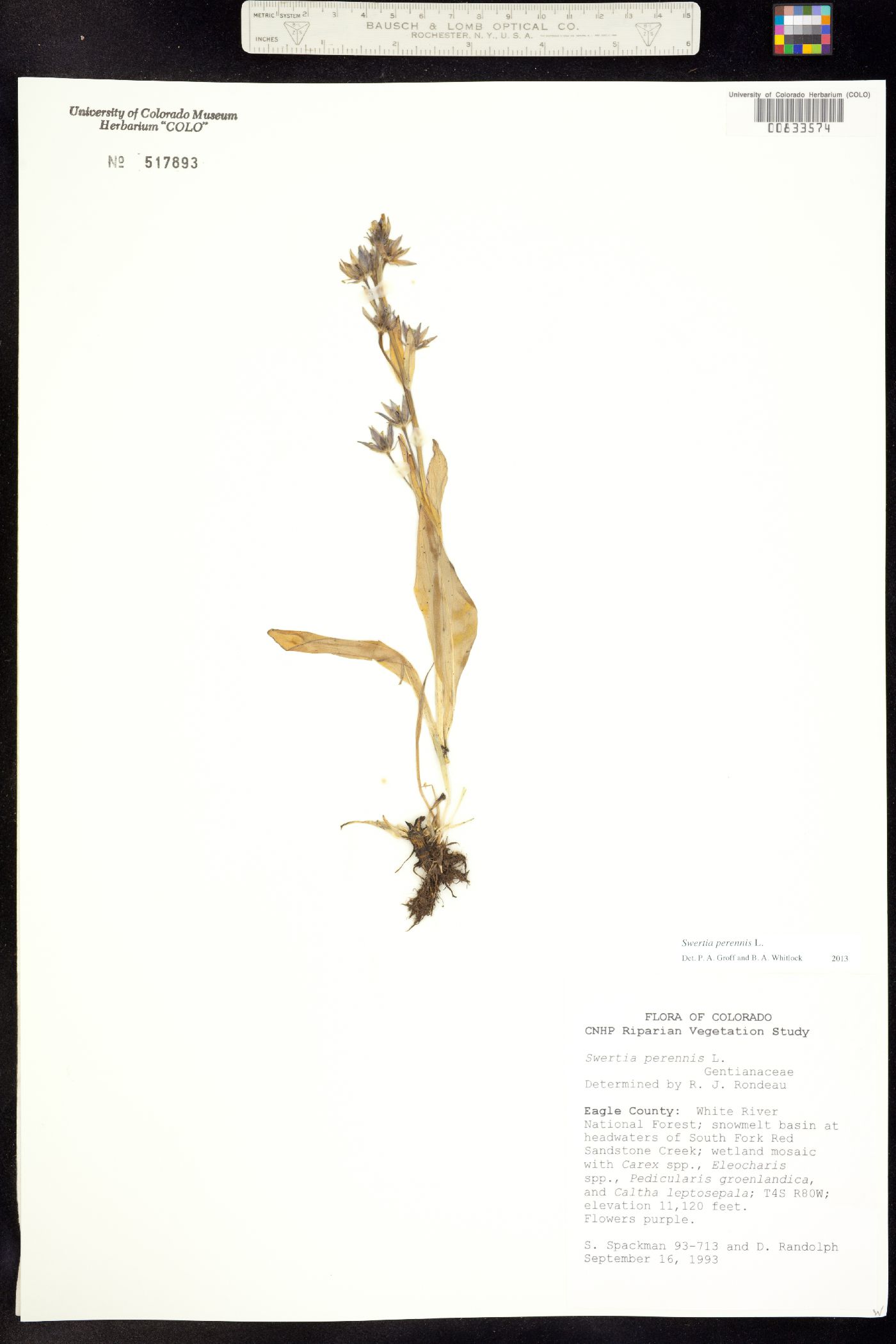 Swertia perennis image