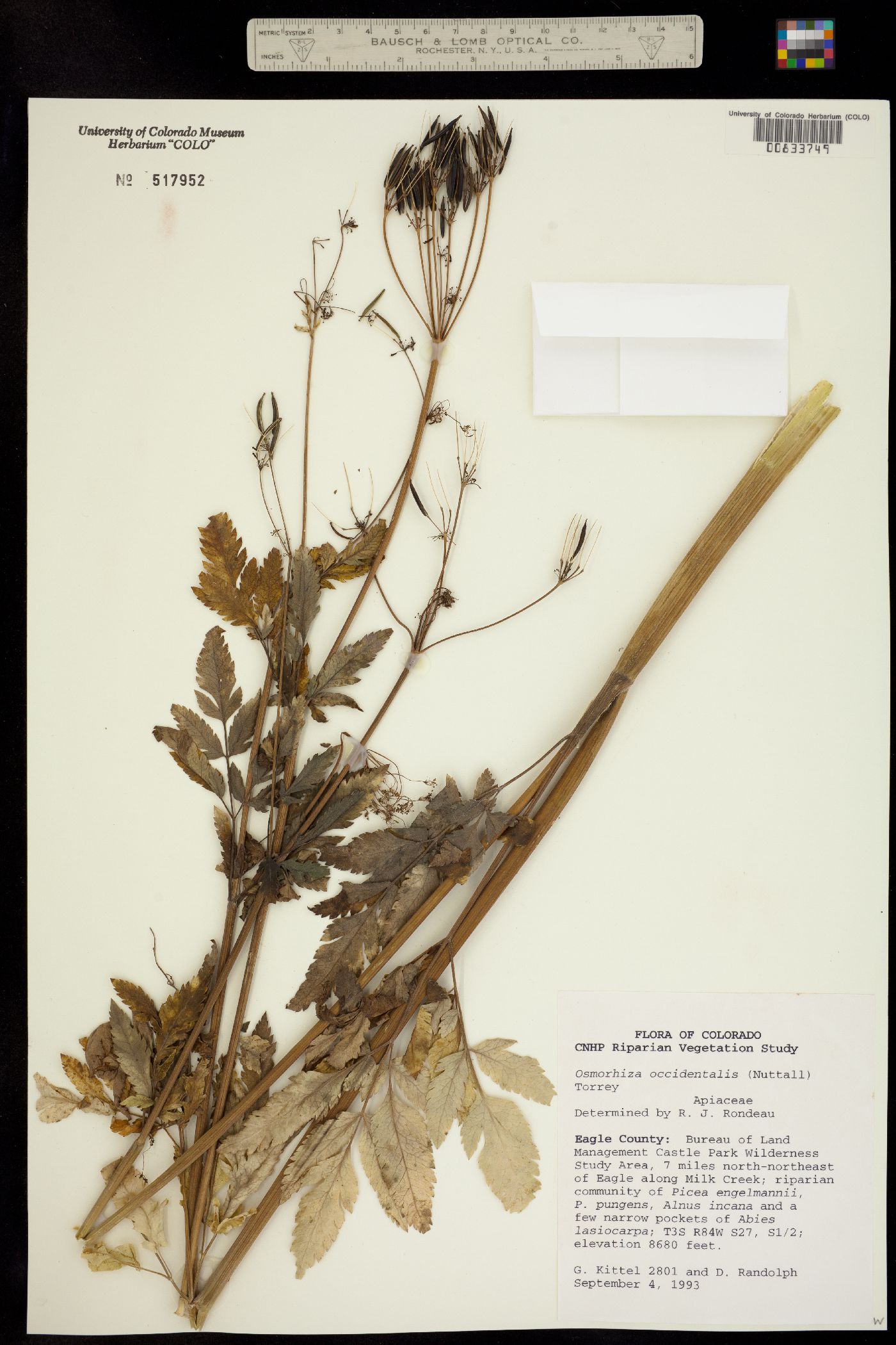 Osmorhiza occidentalis image