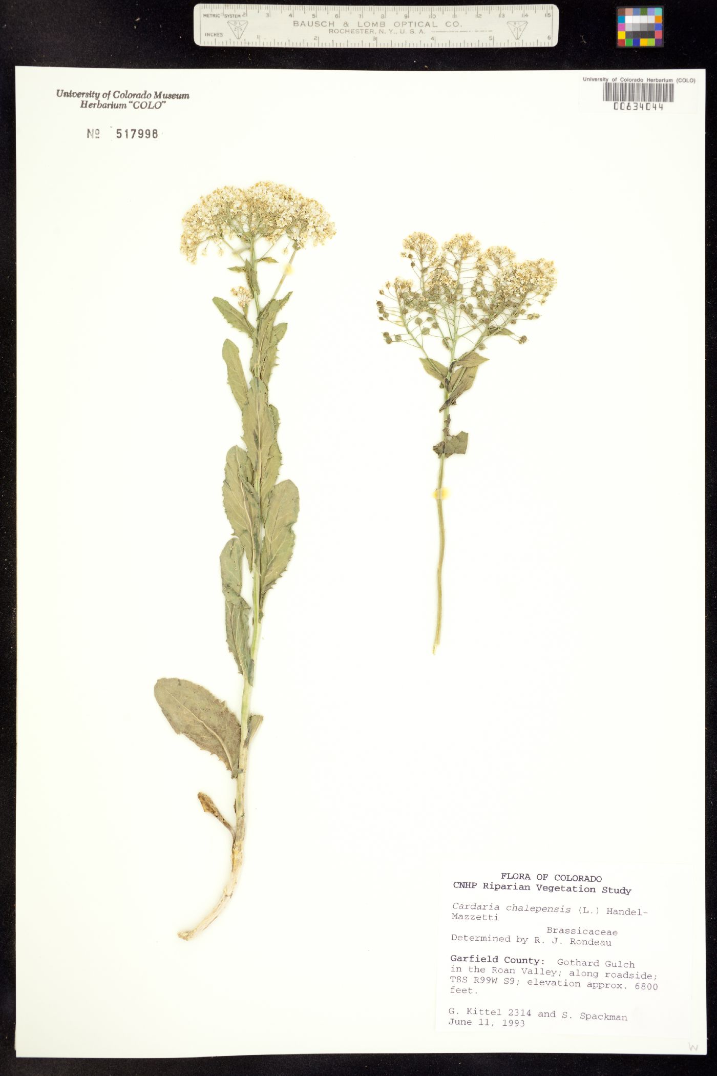 Lepidium chalepense image