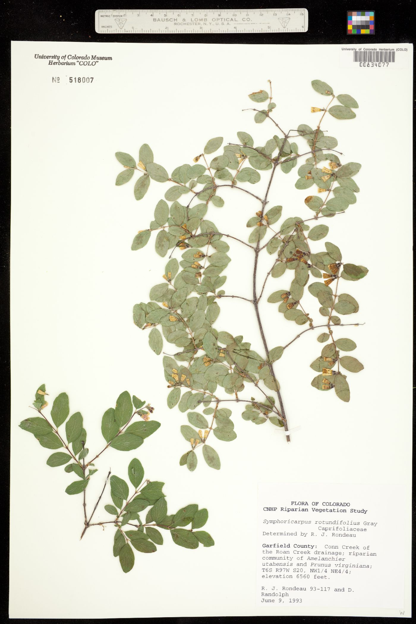 Symphoricarpos rotundifolius image