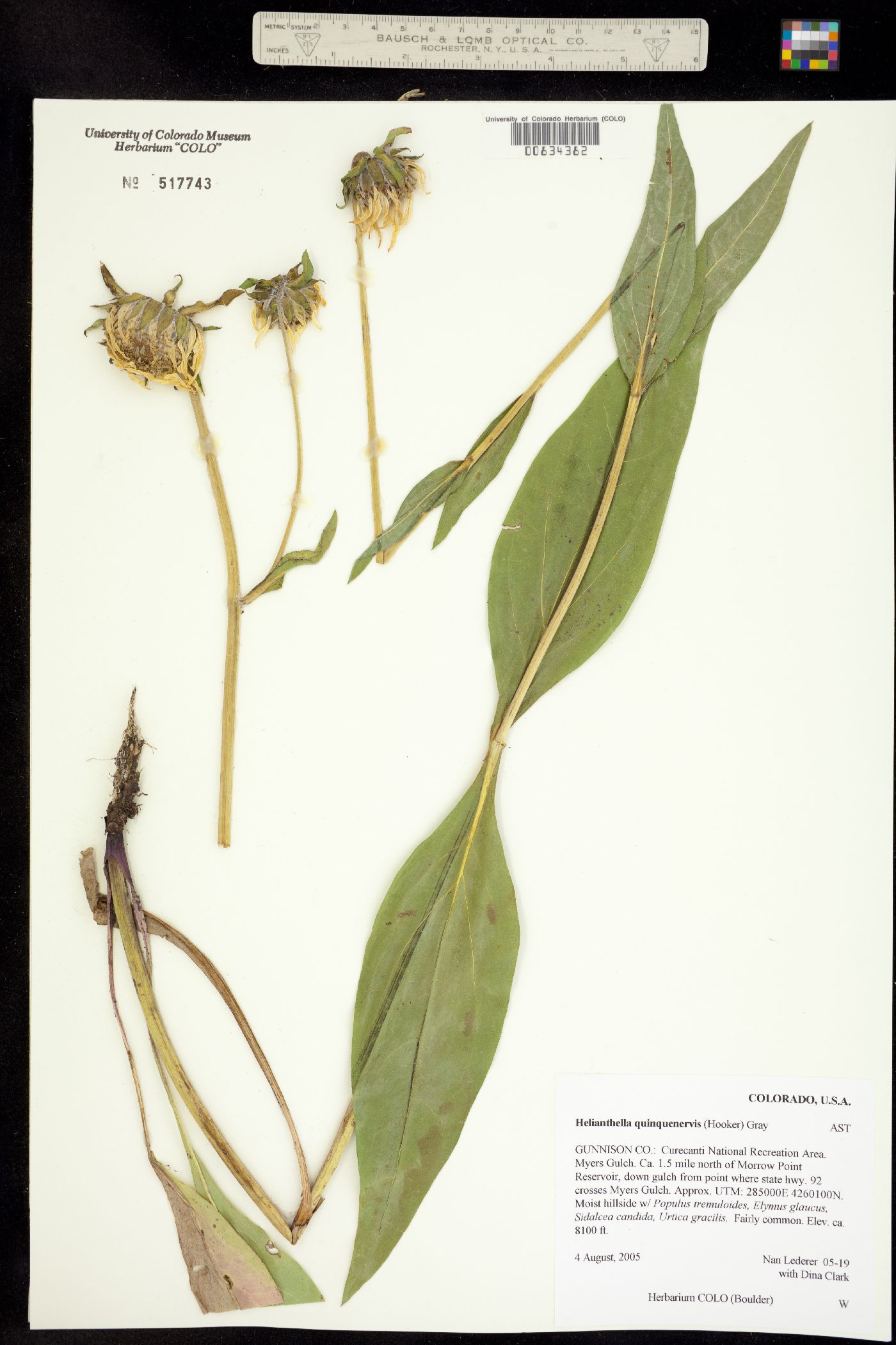 Helianthella image