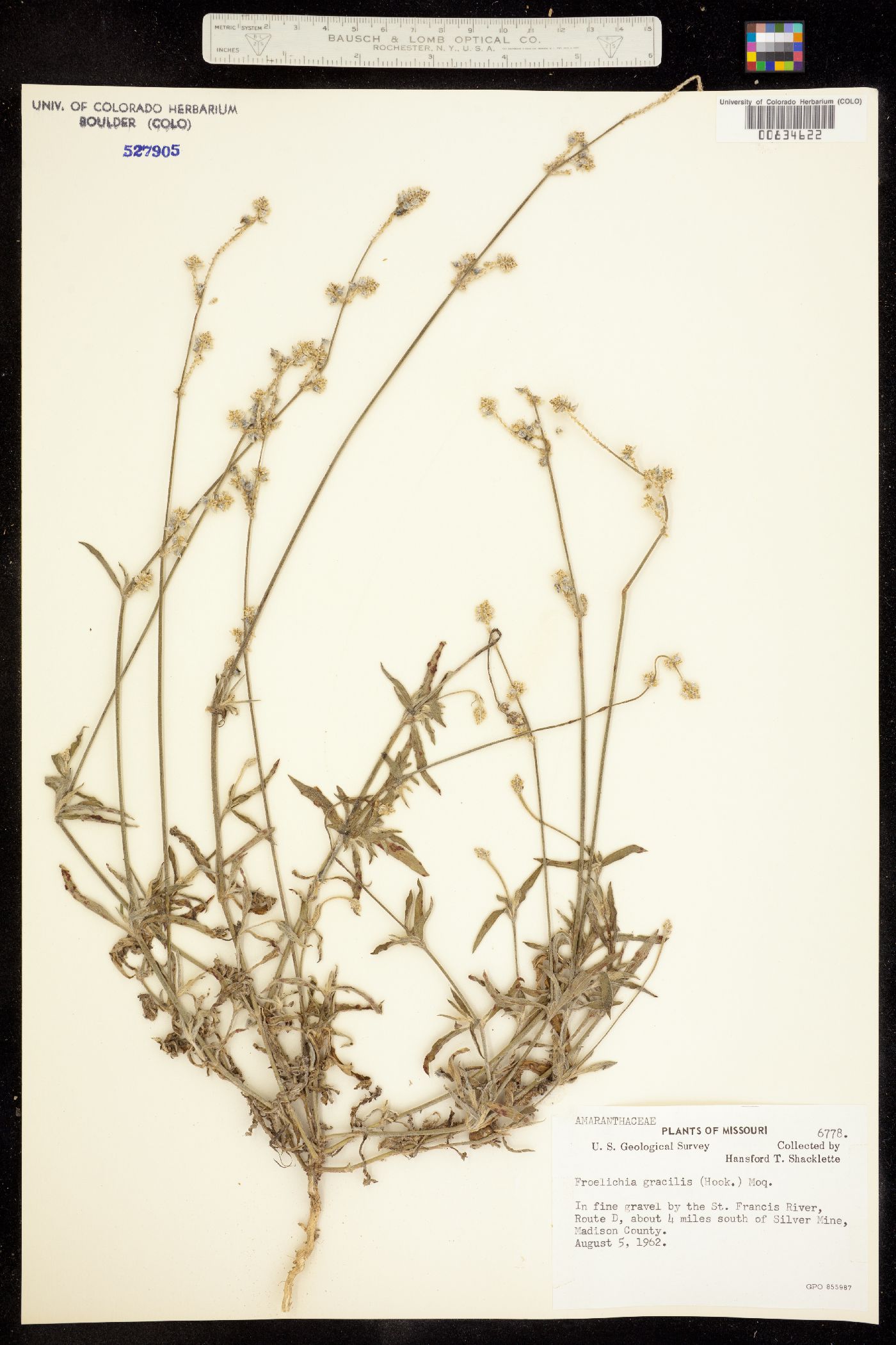 Froelichia gracilis image