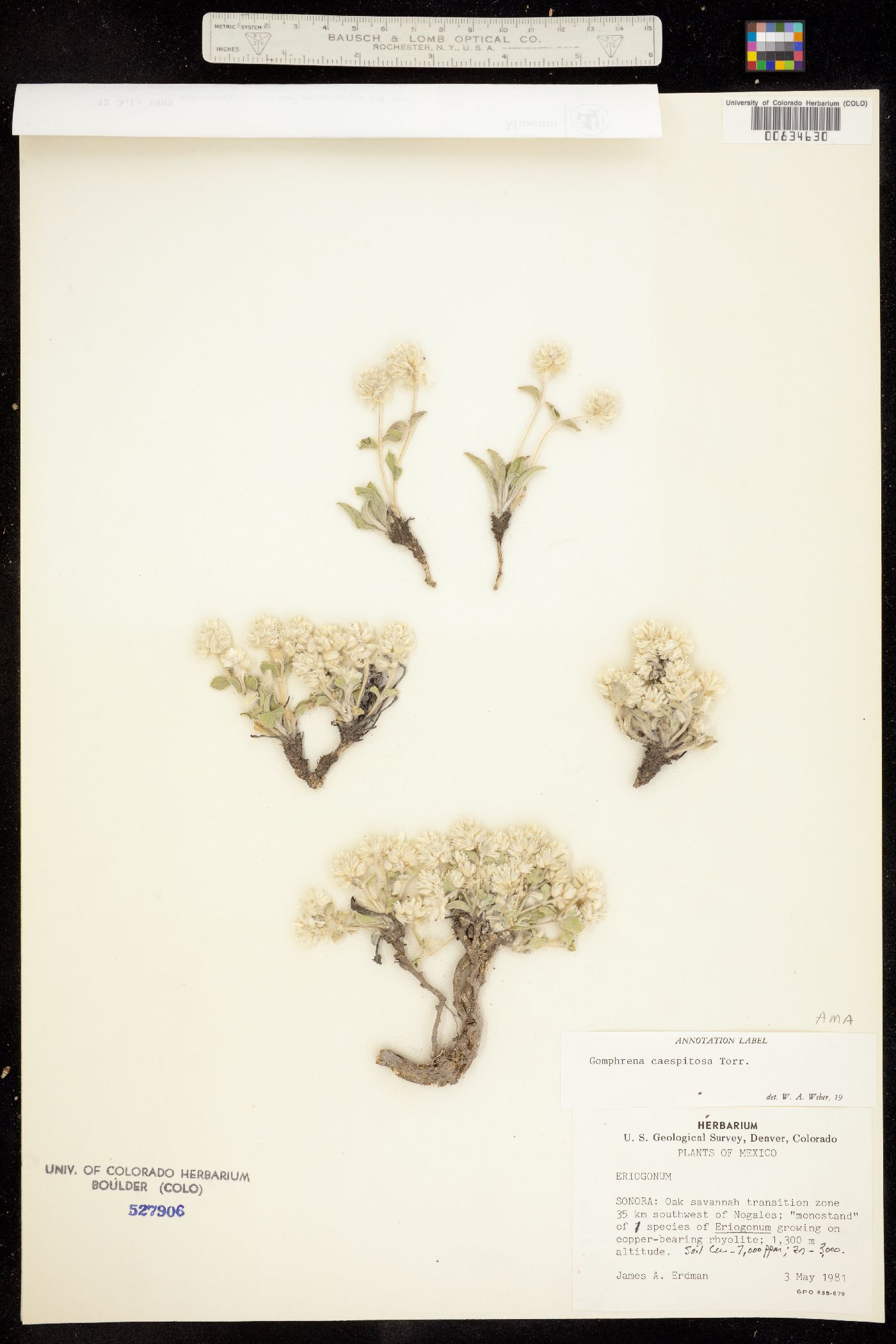 Gomphrena caespitosa image